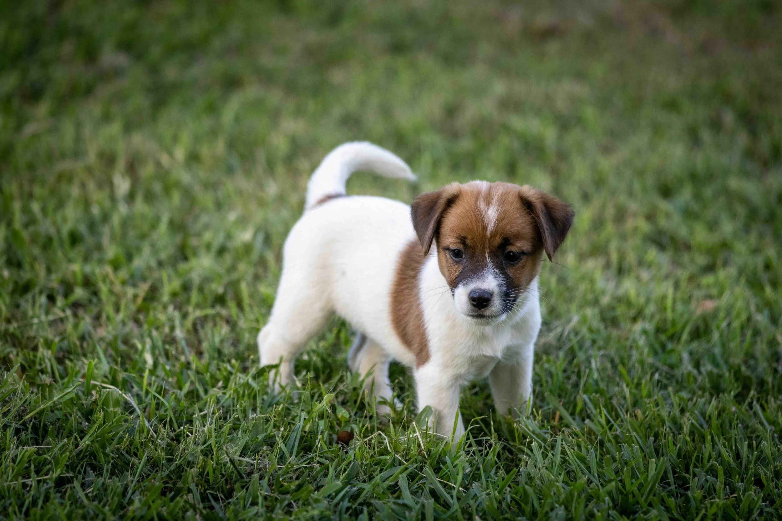 Tubbercurrie Keepsake