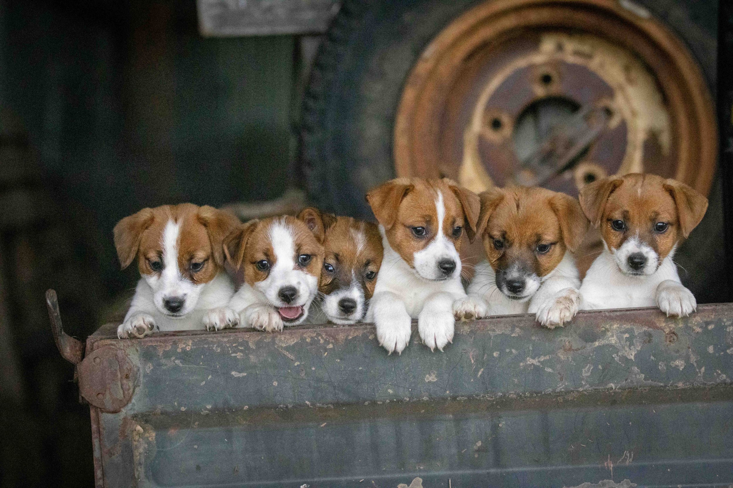 Lasting Legacy litter