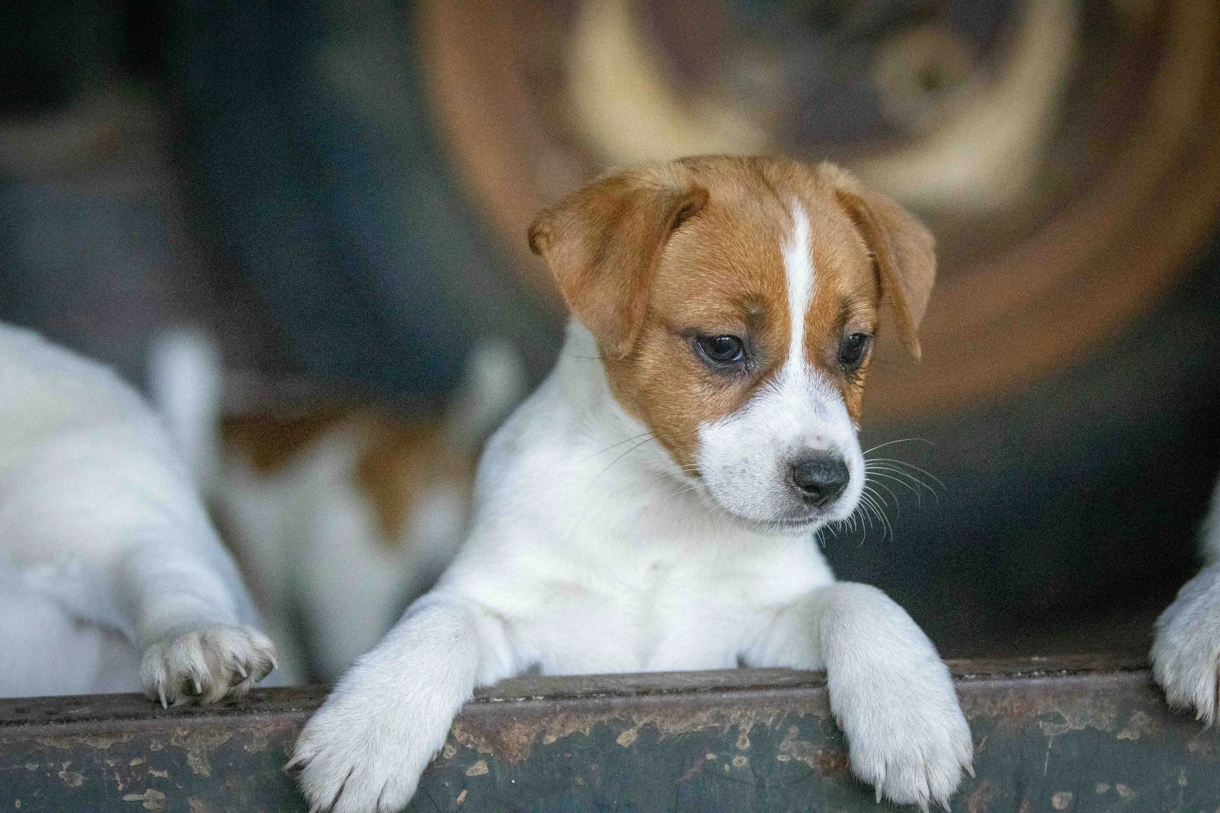 Tubbercurrie Keystone