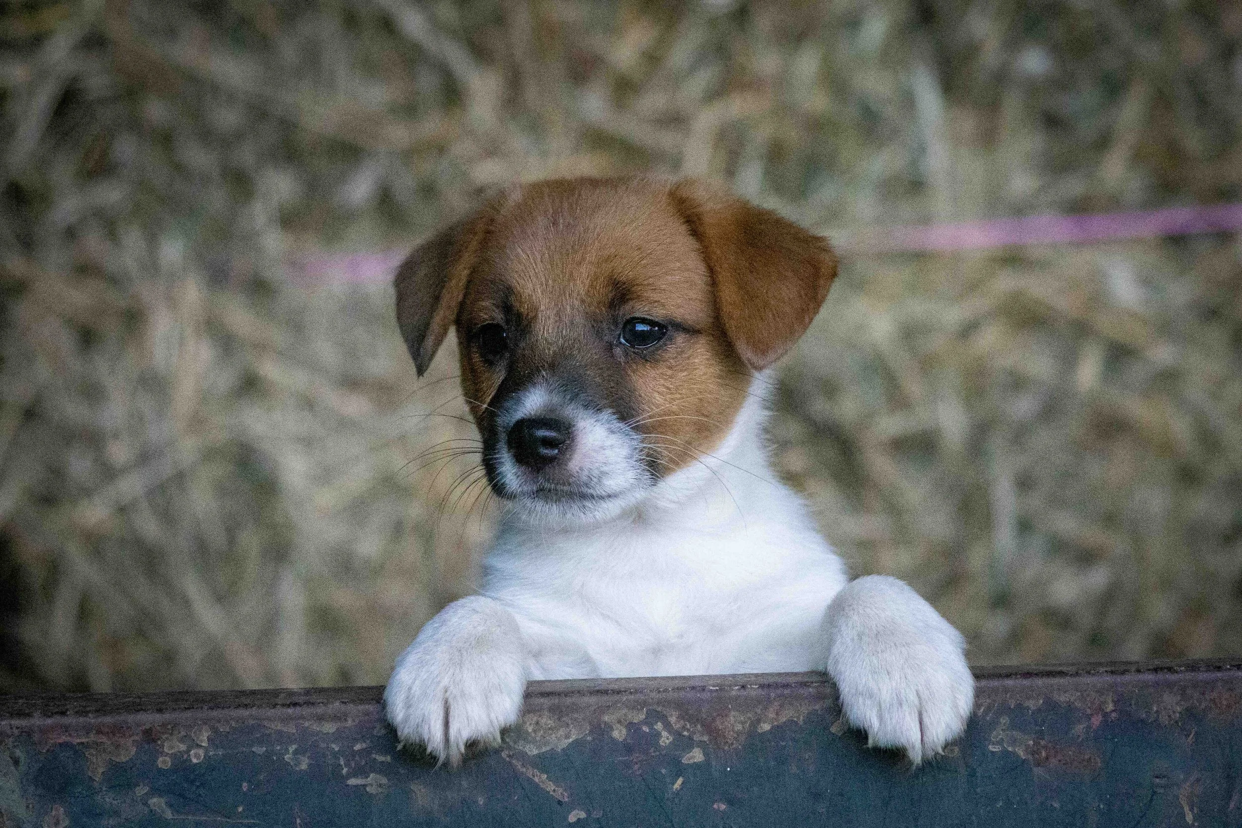 Tubbercurrie Provenance