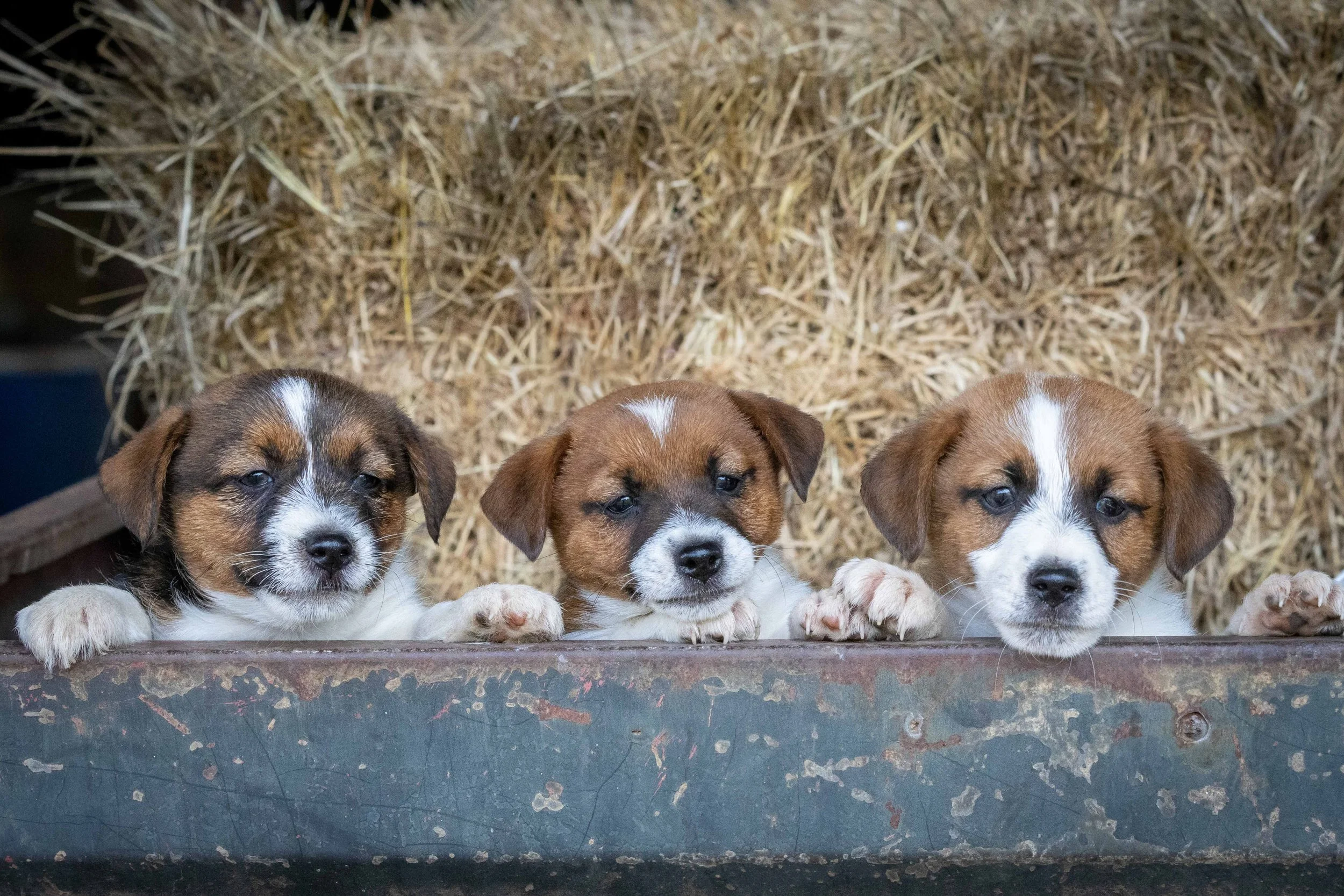 Metallic Marvels litter