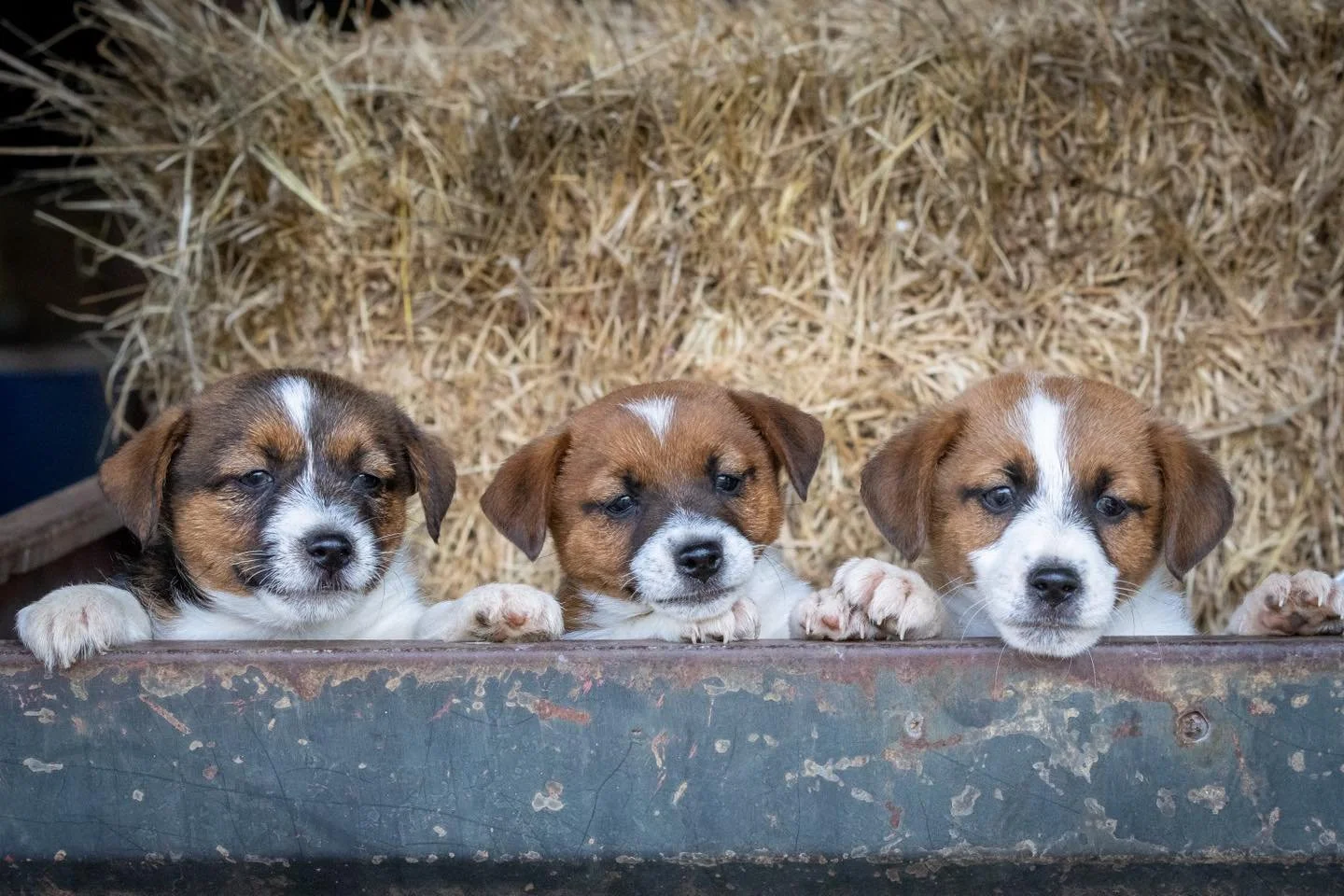 And just like that, these pups are off on their new adventures! They have been an absolute pleasure to see grow and develop 🫶🏼

L-R Tubbercurrie Cobalt, Tubbercurrie Platinum and Tubbercurrie Chrome 🩶

Tubbercurrie Metallic Marvels litter - Stoneq