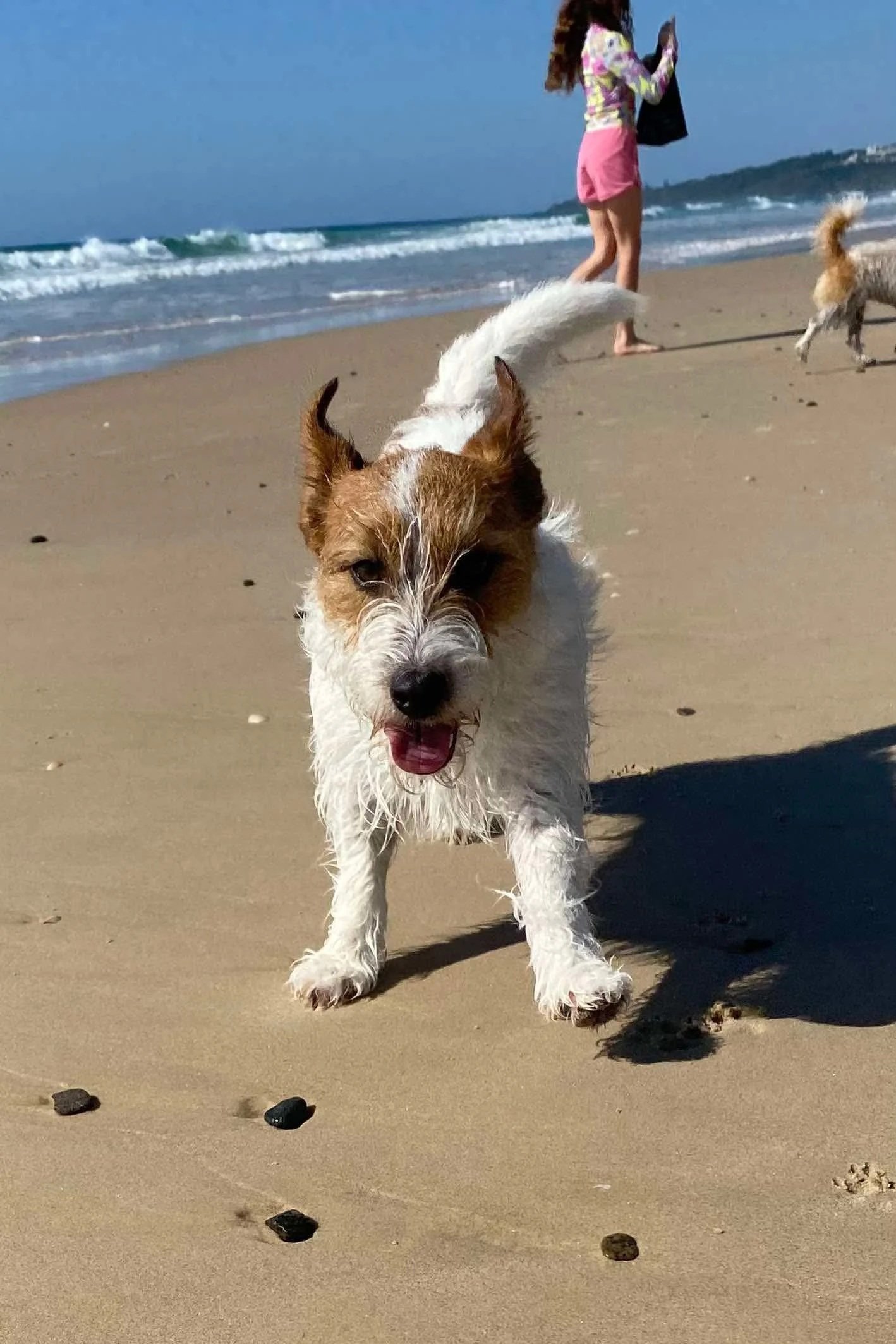 Tubbercurrie Sundance Kid "Bruce"