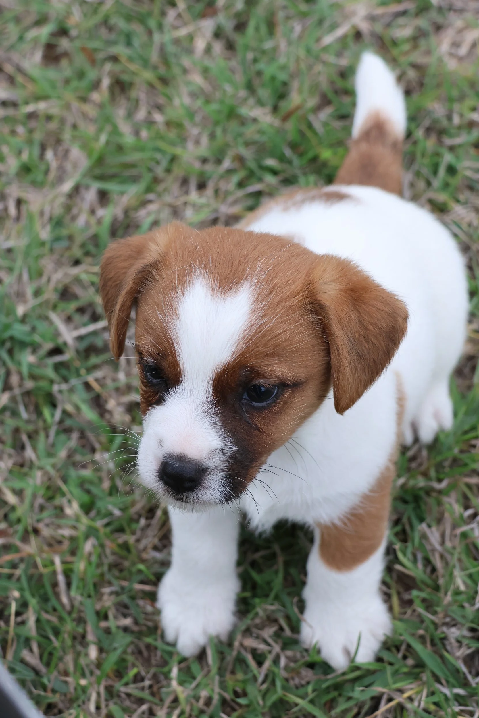 Tubbercurrie Running Horse