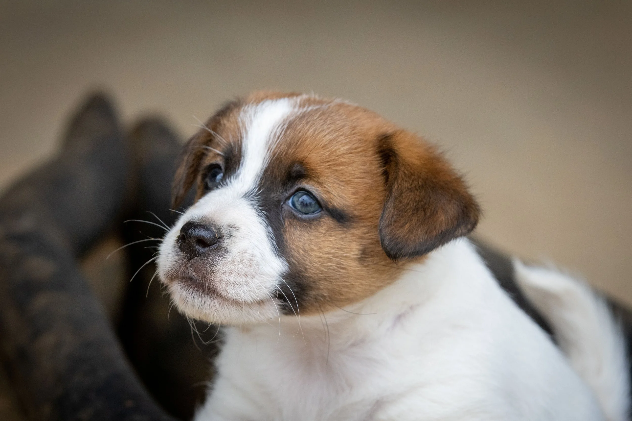 Next Expected Litter 