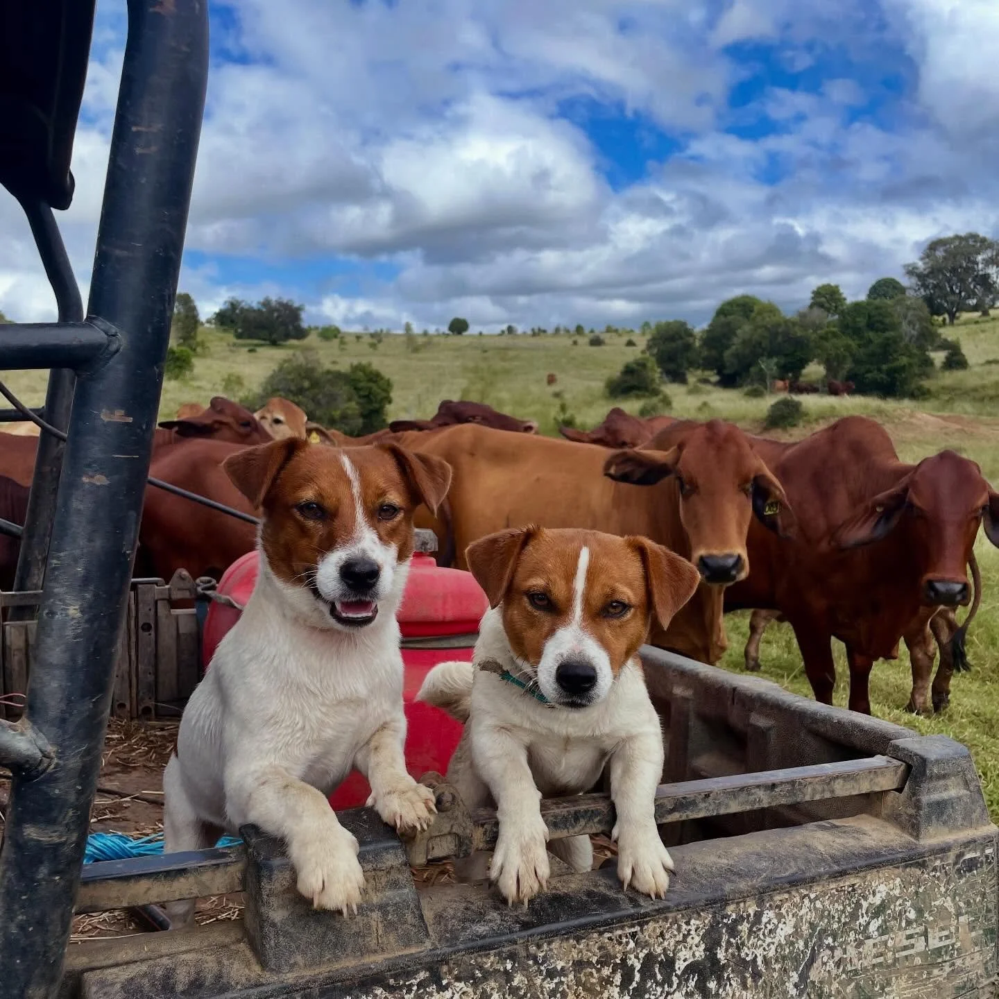 Percy and Denim on the job today! ☀️😎🐶🐮

#tubbercurrieterriers #jackrusselladventures #jrtlove