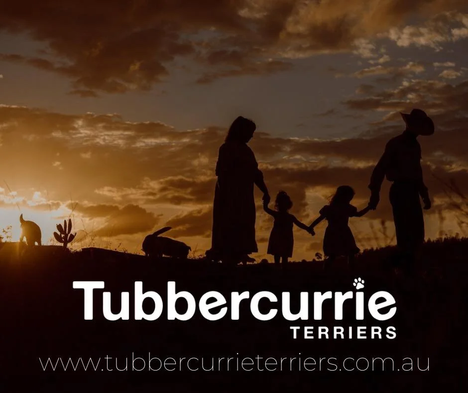 A little something we&rsquo;ve been working on behind the scenes&hellip; our new Tubbercurrie Terriers website is now live. 🐾

www.tubbercurrieterriers.com.au

We&rsquo;re so excited to share a space that brings together our love for the breed and a