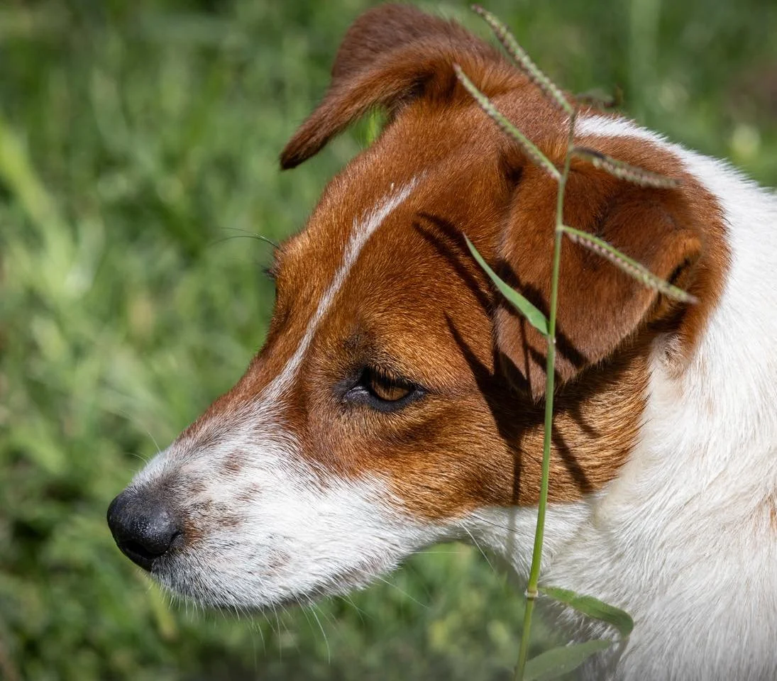 Handsome Percy boy enjoying being my right hand man, such a loyal and kind soul 🥰 🐶🌾☀️
#tubbercurrieterriers #daysinthesun #jackrussellterriersofinstagram #jackrussellaustralia