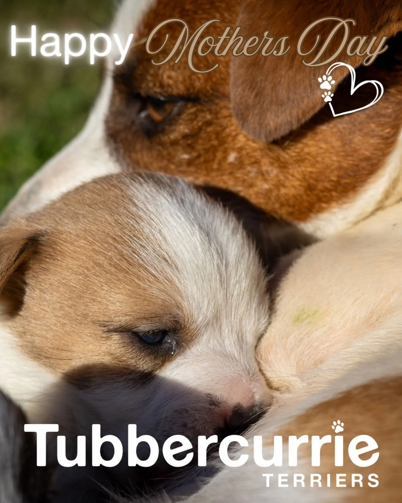 Happy Mother&rsquo;s Day from Tubbercurrie Terriers 💕🐾🌸 There is something pretty special about a mother&rsquo;s love, and we feel very lucky to witness it in these quiet little moments. 🤍

#tubbercurrieterriers #withlove #motherslove