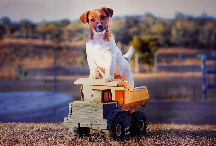 Tubbercurrie Wild Card "Tonka"