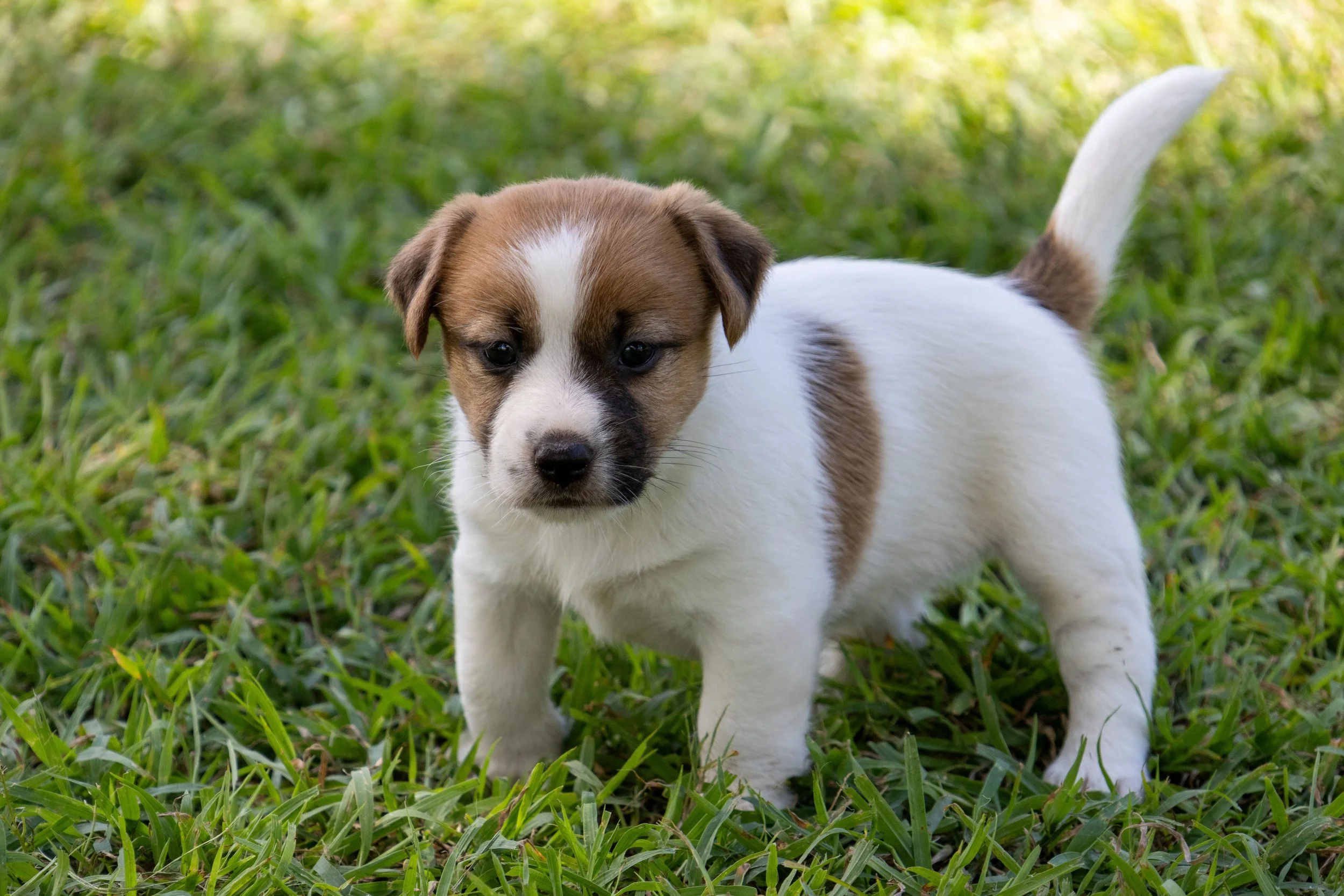 Tubbercurrie Porsche