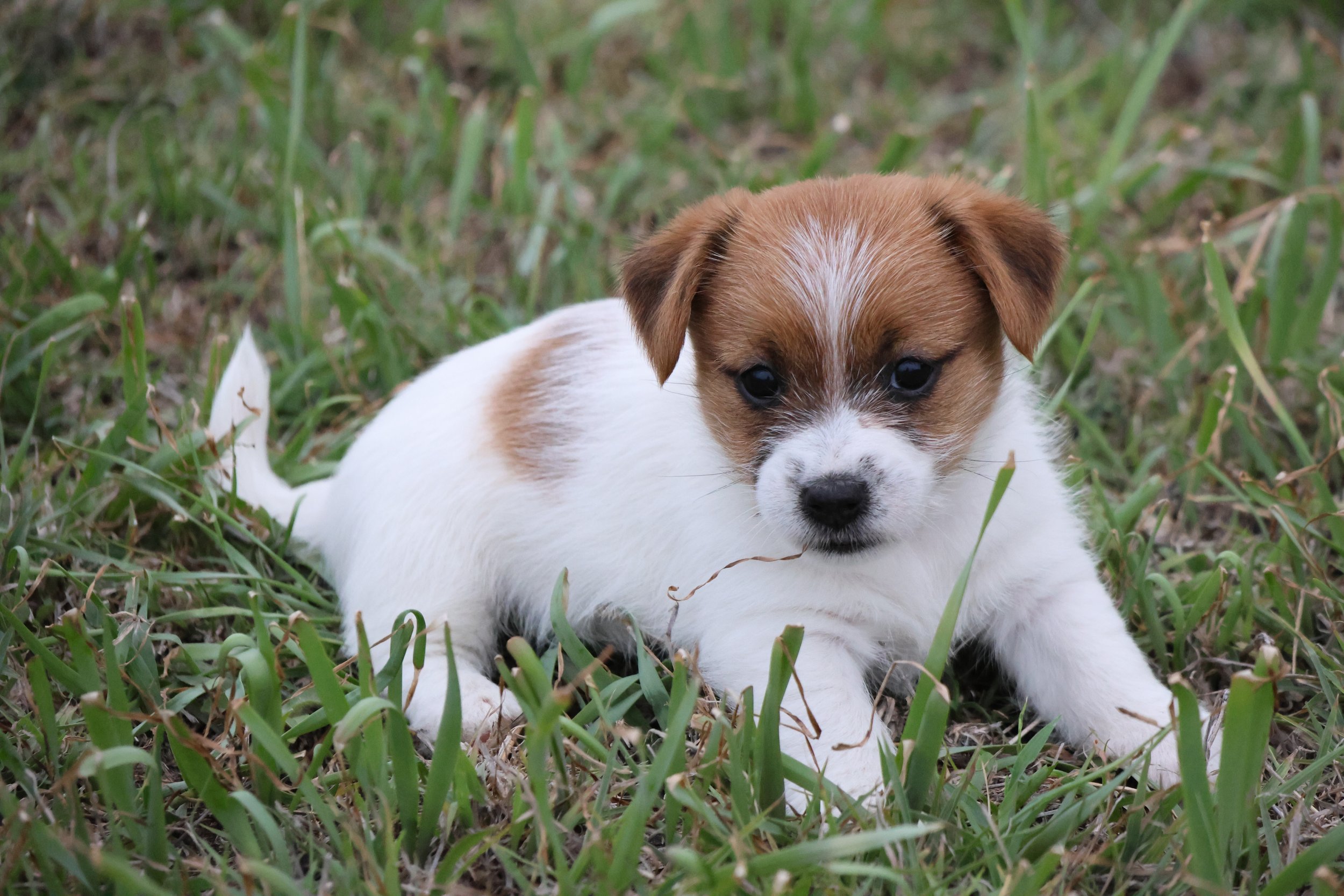 Tubbercurrie Dancing Heart