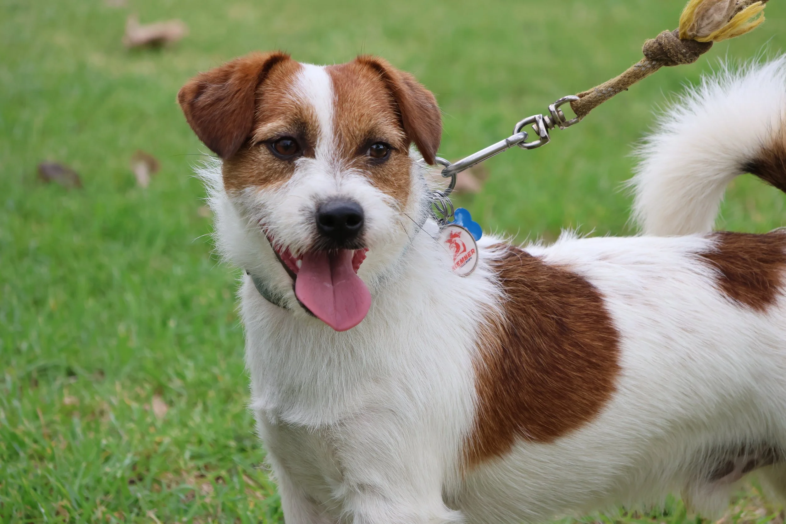 Tubbercurrie Butch Cassidy "Brax"