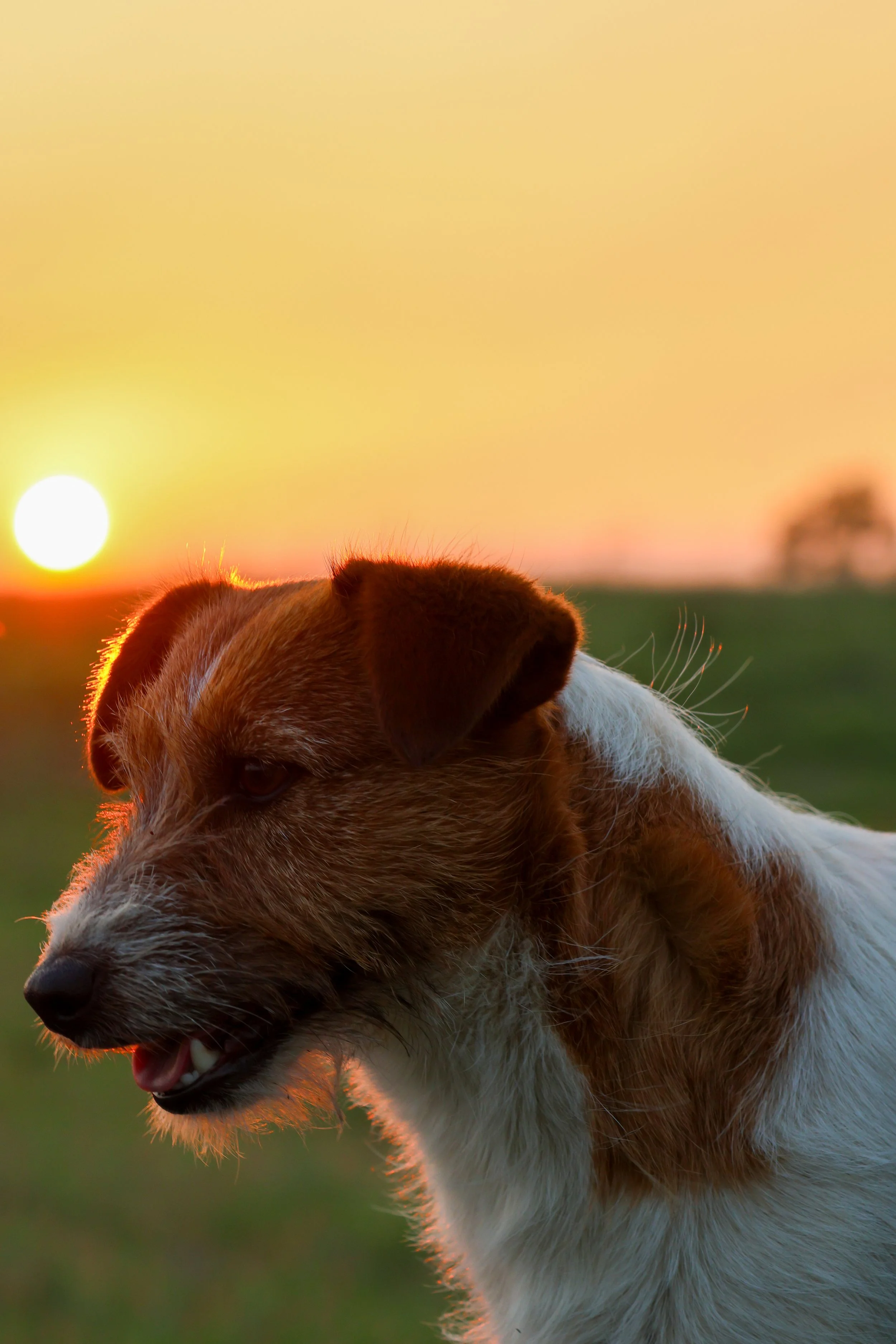 Ivy 0d5a5438 (2).jpg