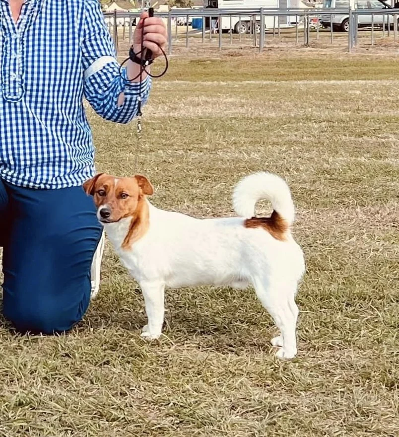 Tubbercurrie Wild Card "Tonka"