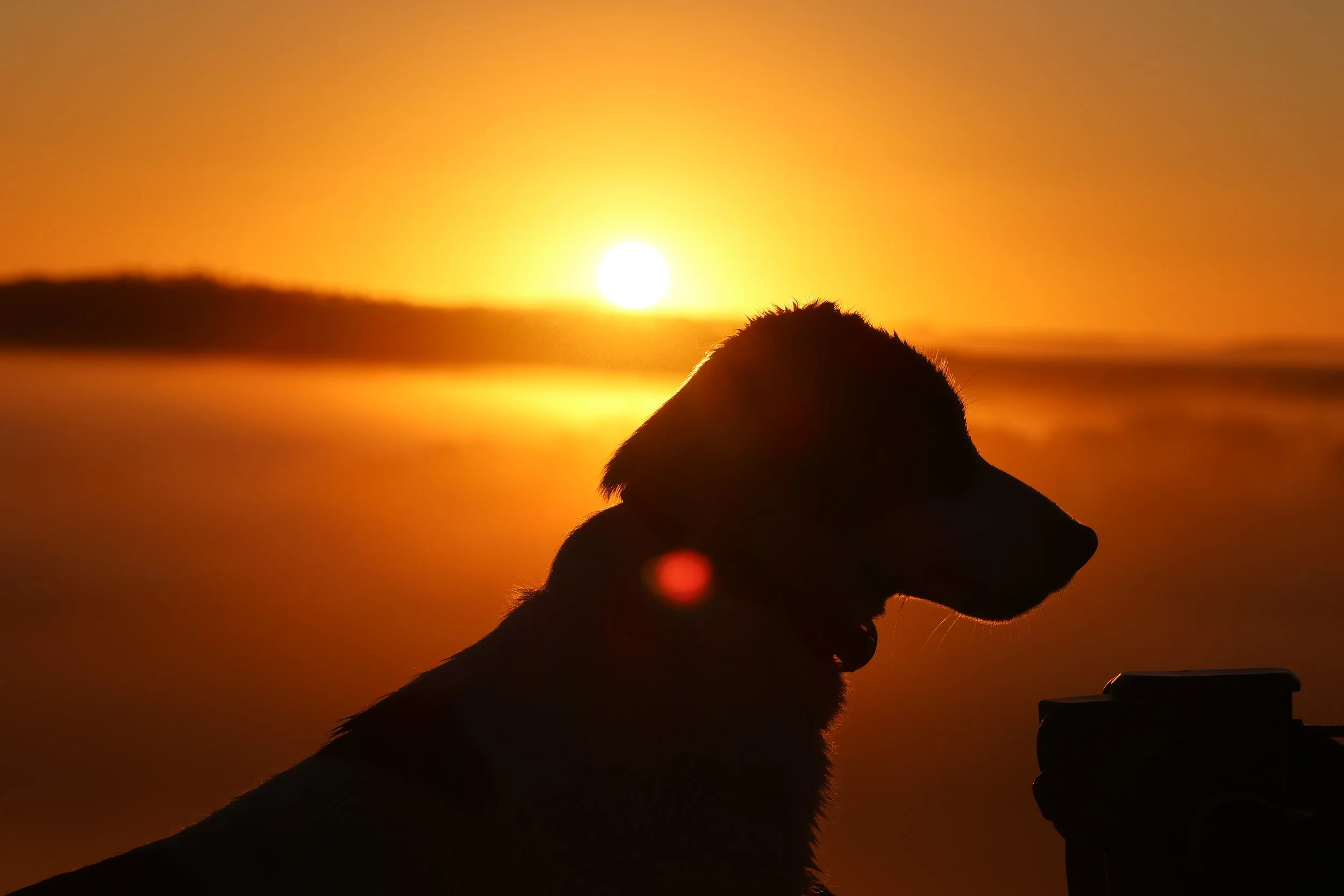 Lucy Lou - winter morning silhouette