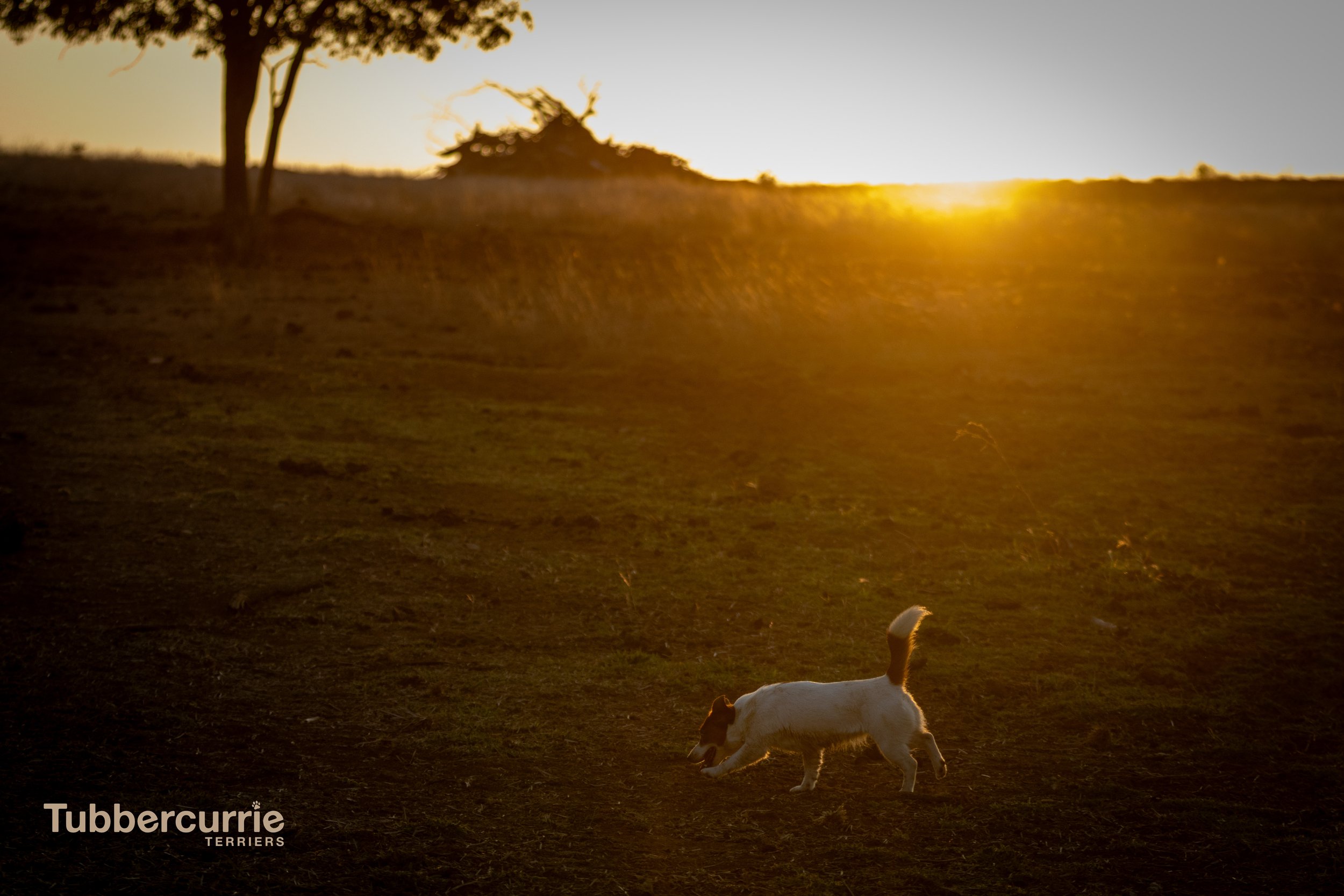 Tubbercurrie sunsets