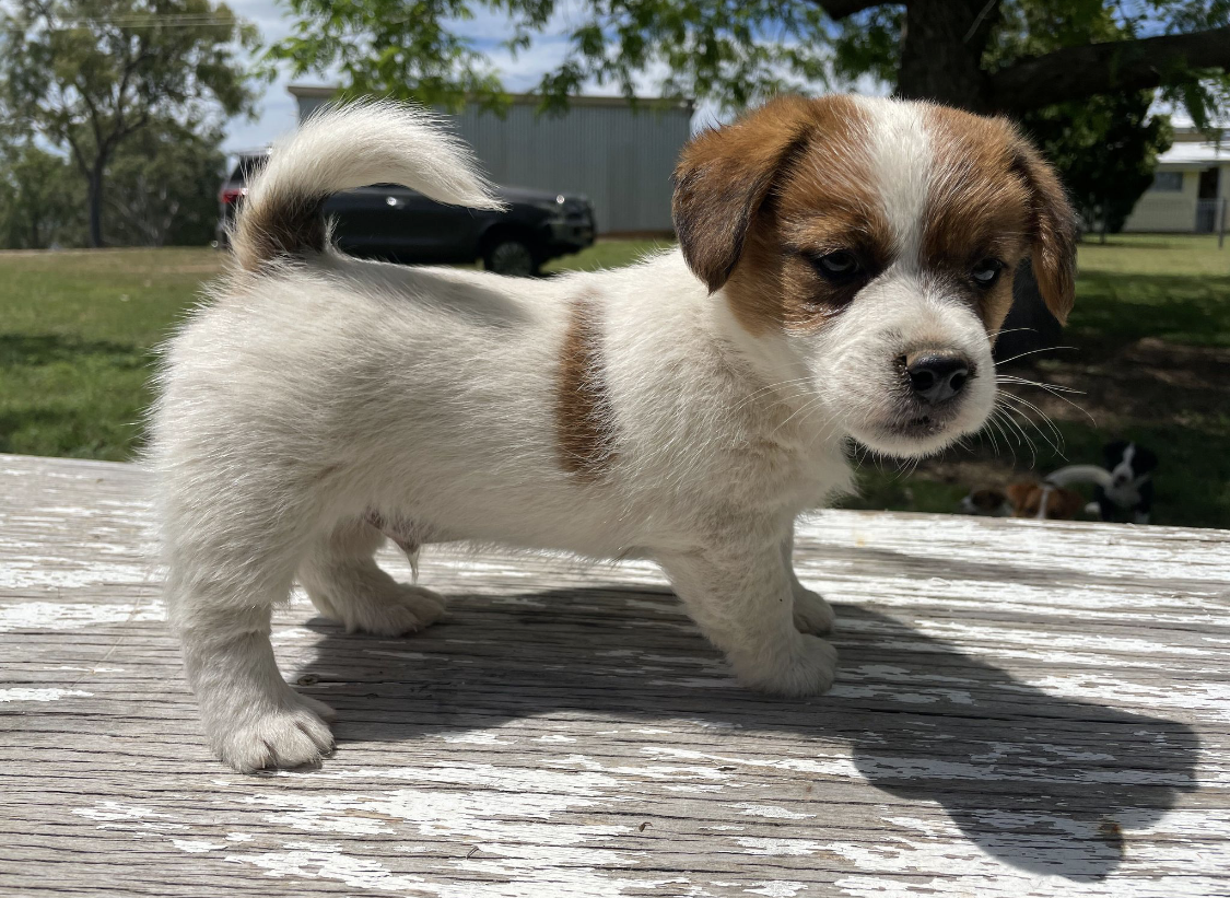 Tubbercurrie Butch Cassidy "Brax"