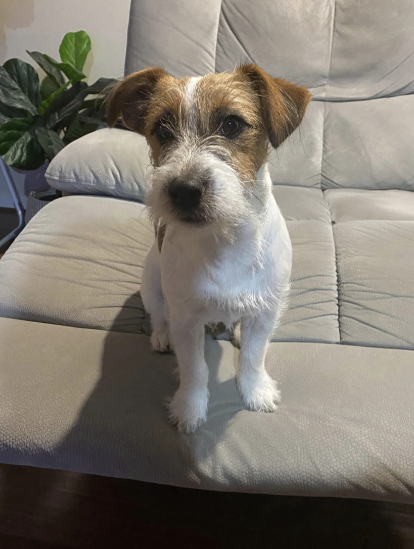 Tubbercurrie Sundance Kid "Bruce"