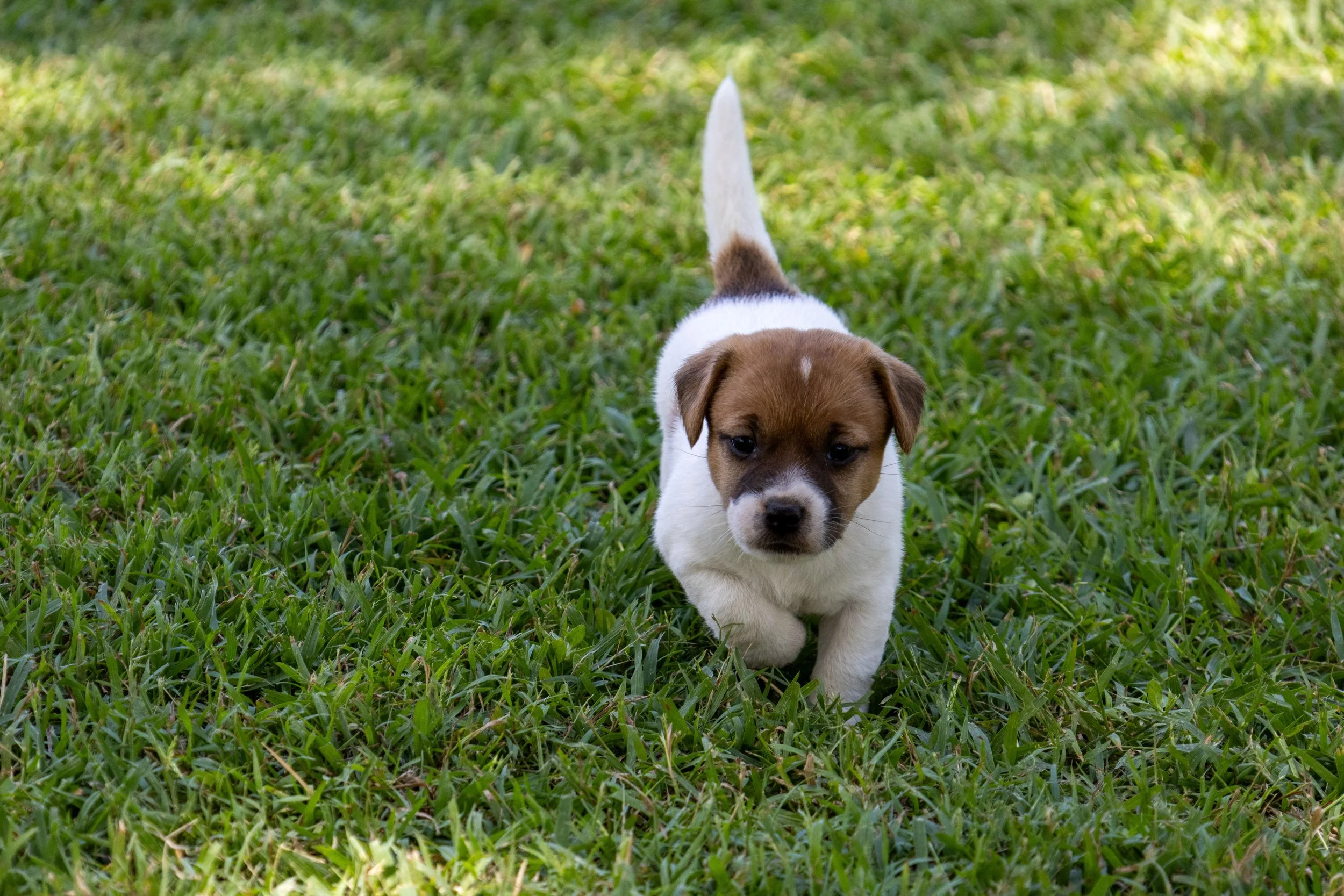 Tubbercurrie Mercedes