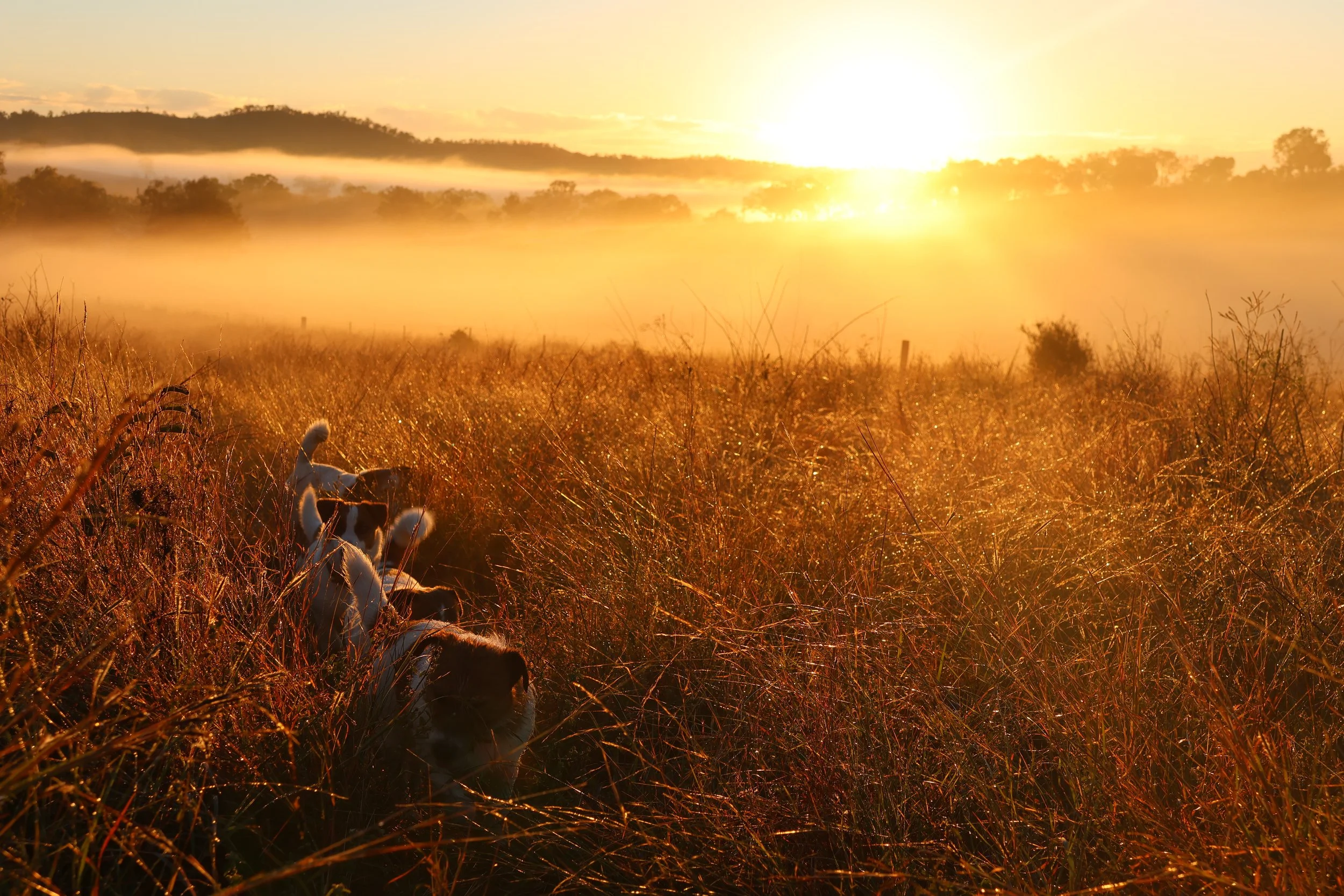 Winter sunrise