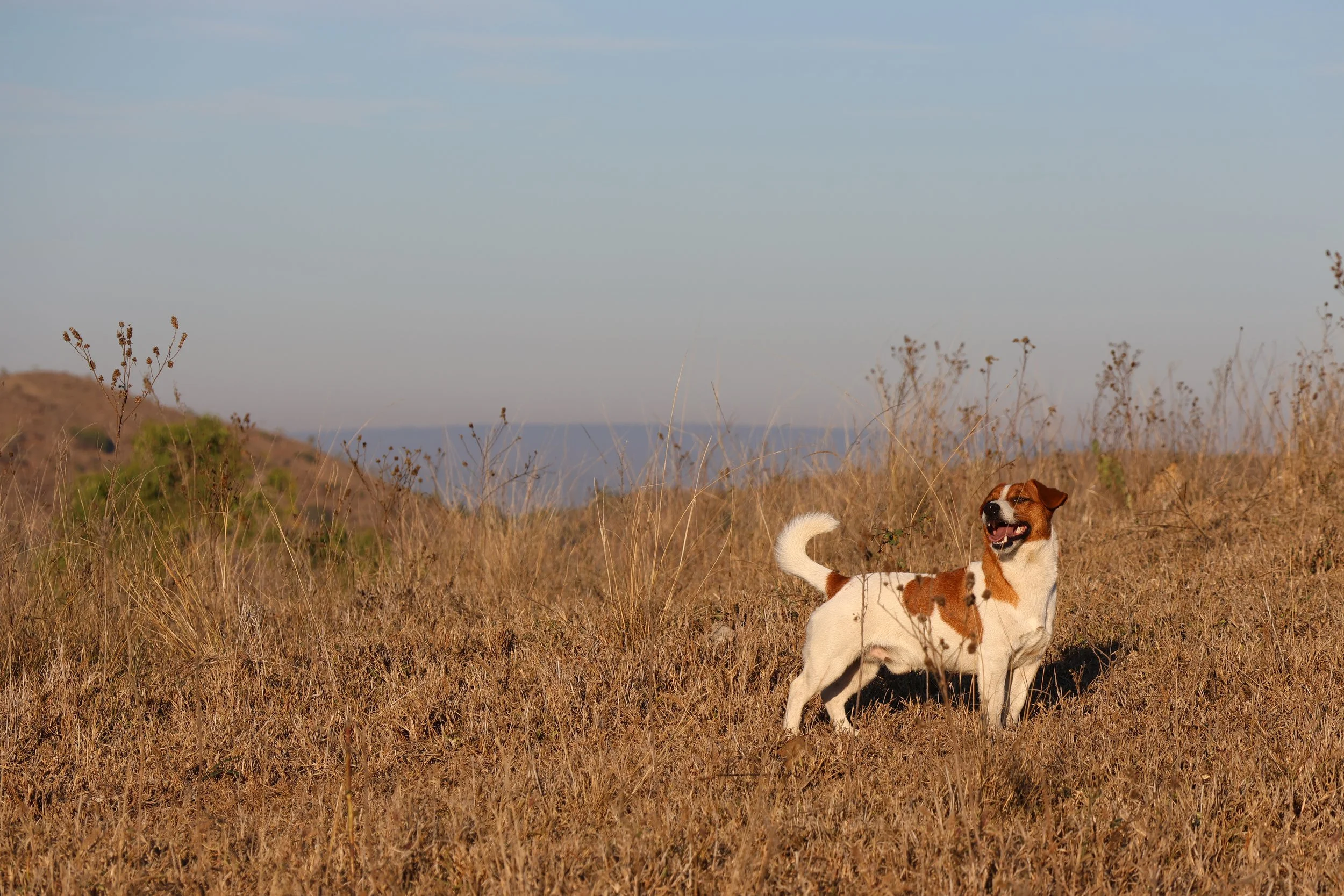 Chief - taking in the sunrise at One Tree Hill