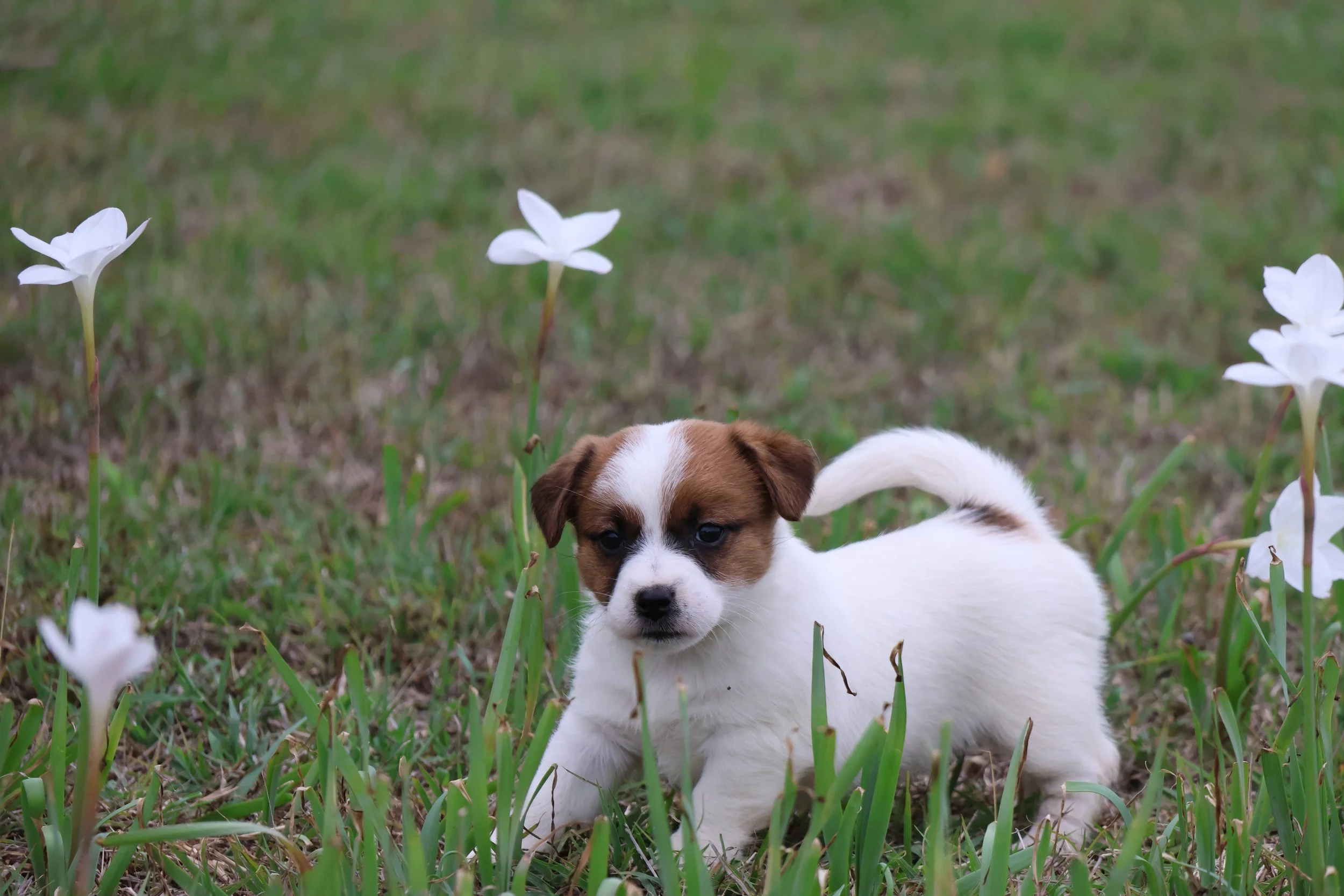 Tubbercurrie Morning Star
