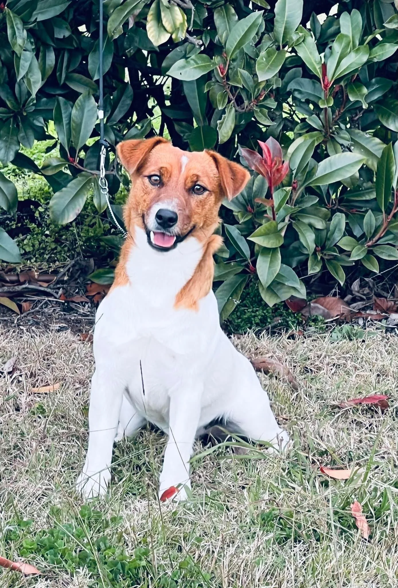 Tubbercurrie Wild Card "Tonka"