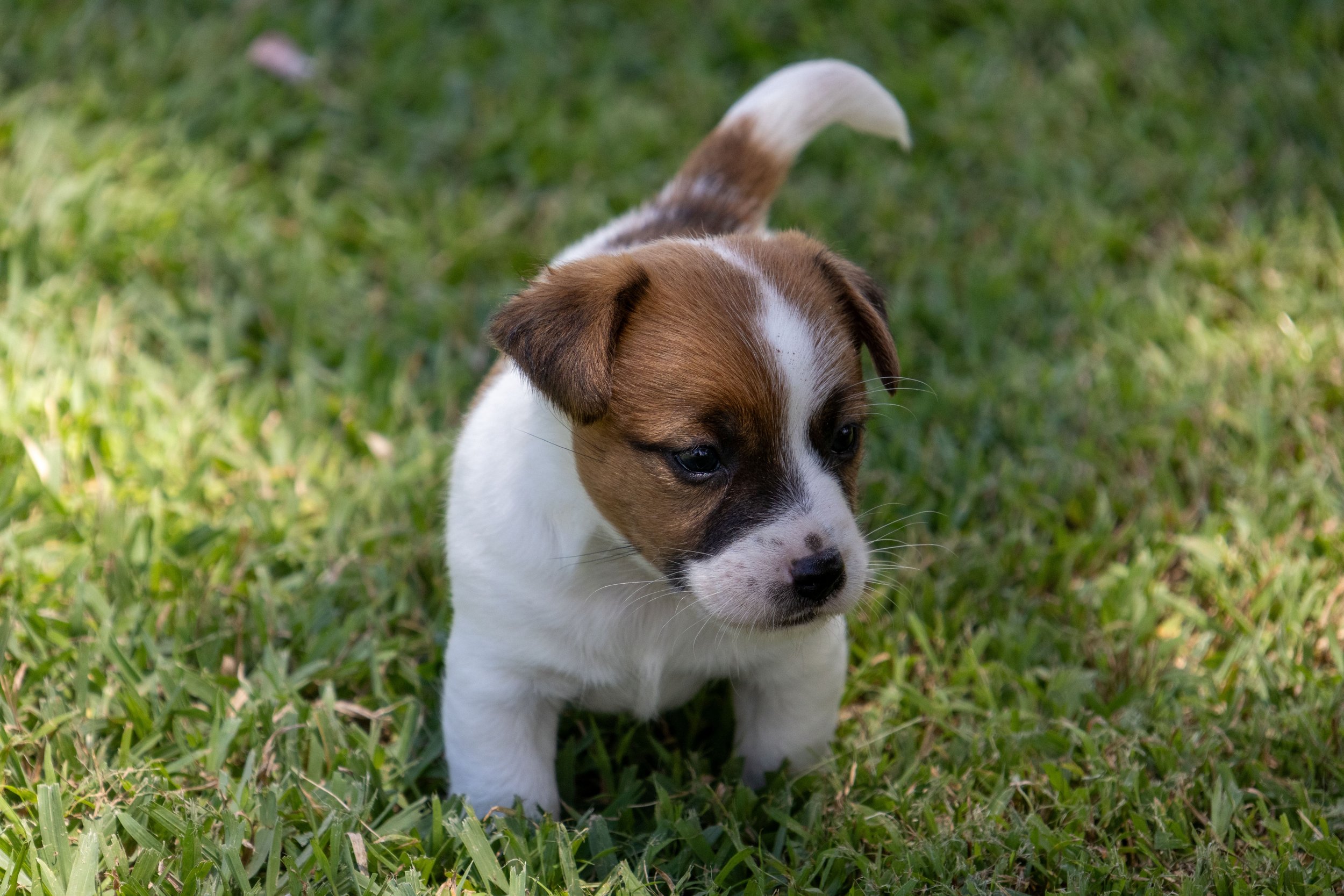 Tubbercurrie Bentley
