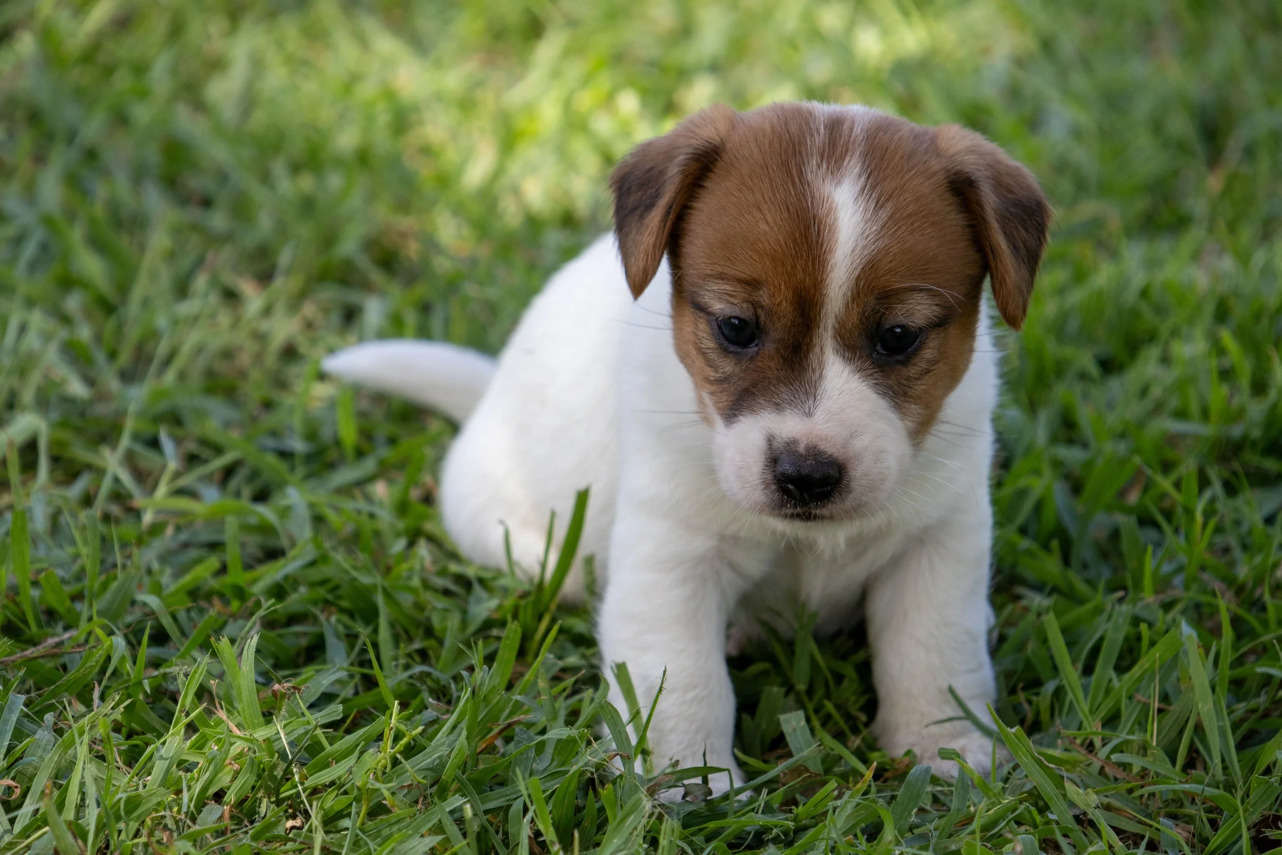 Tubbercurrie Rolls Royce