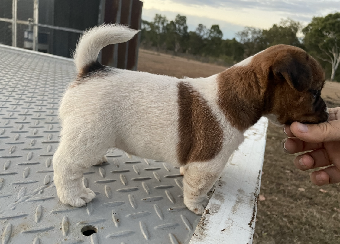 Tubbercurrie Wild Card "Tonka"