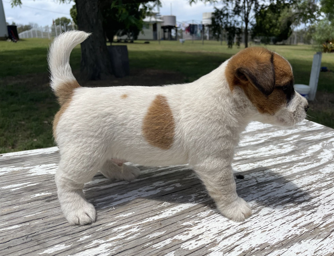 Tubbercurrie Sundance Kid "Bruce"