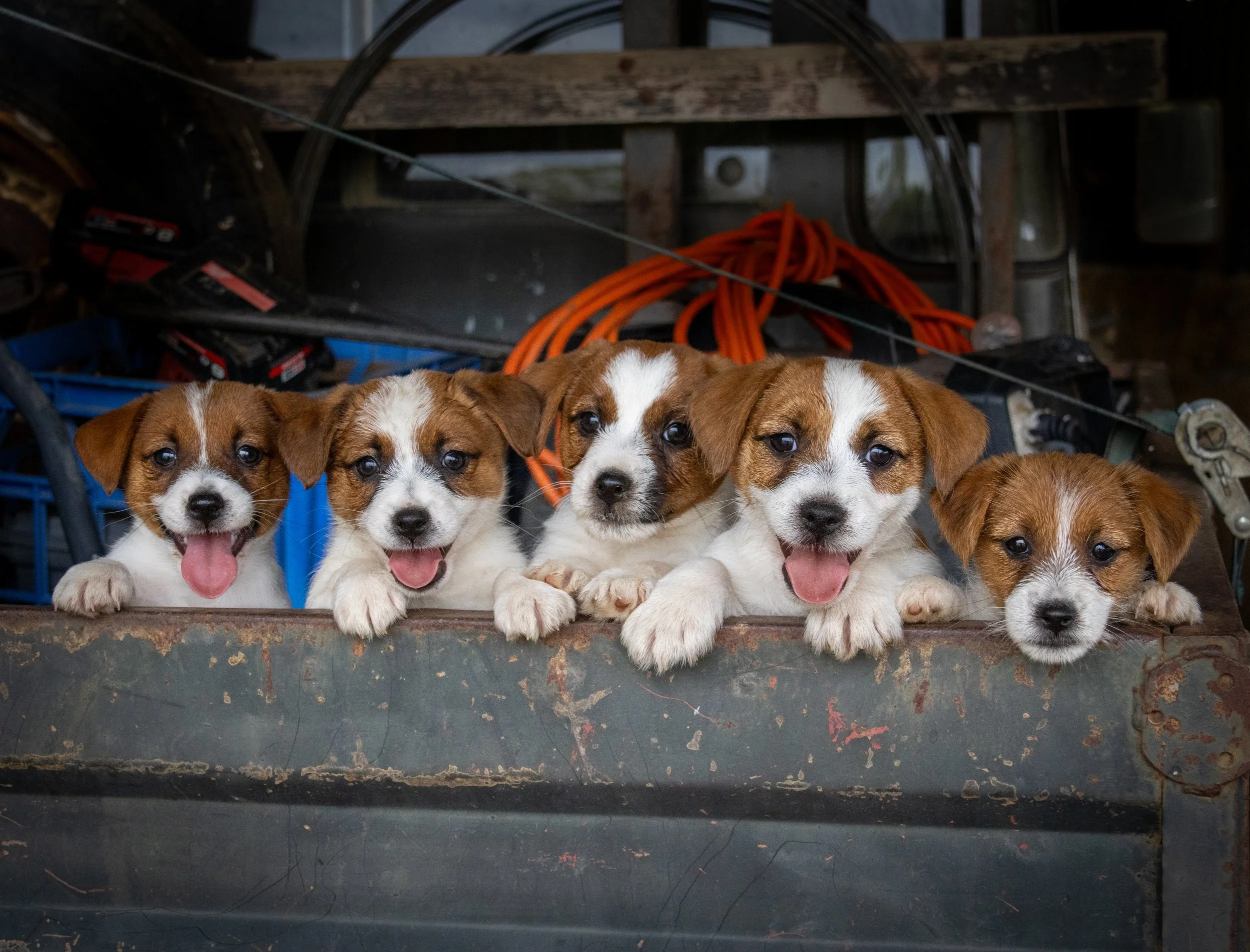 Native American Indian litter 