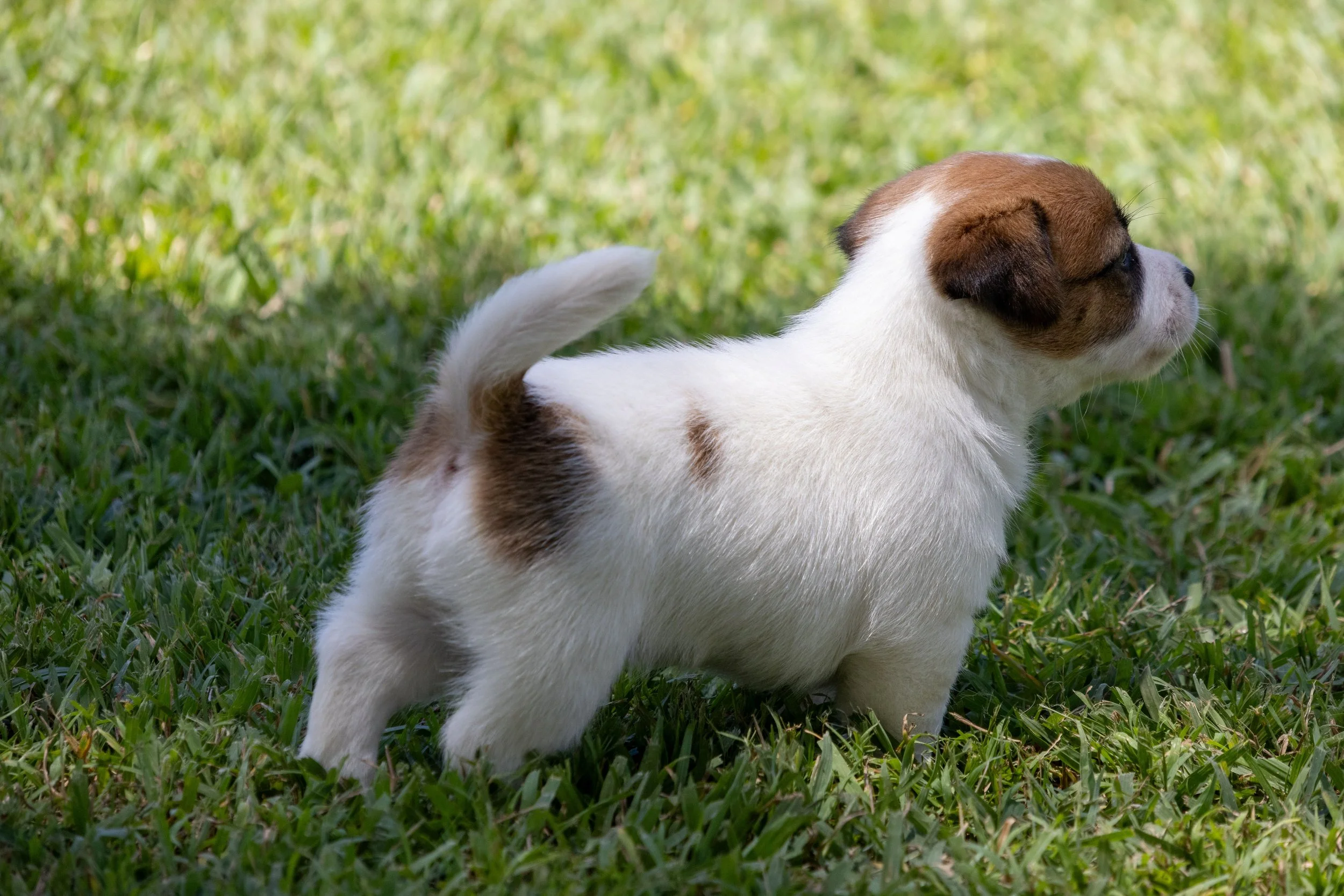 Tubbercurrie Cadillac