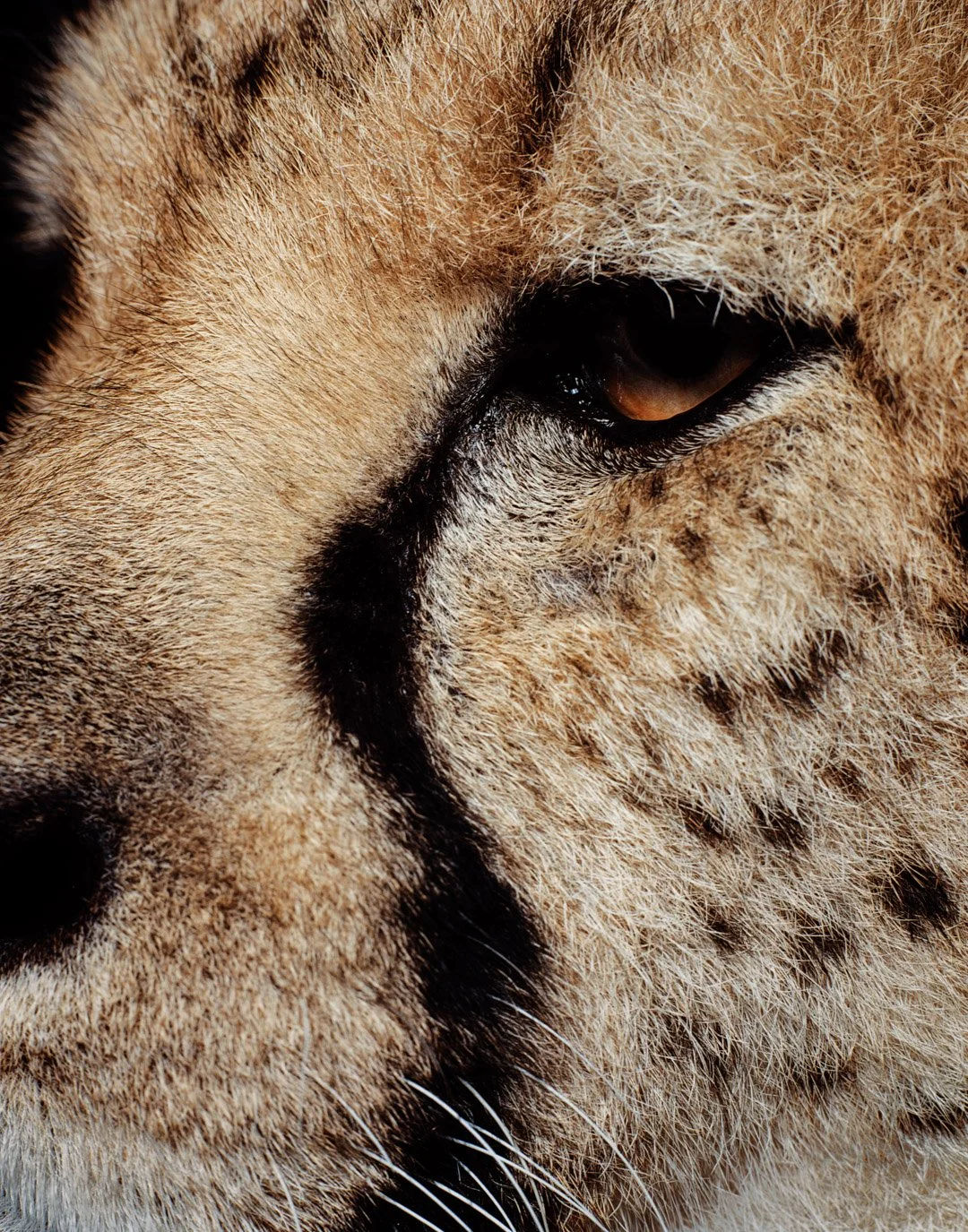 Close-up of a cheetah's face, showing one eye, fur, and distinctive black tear lines.