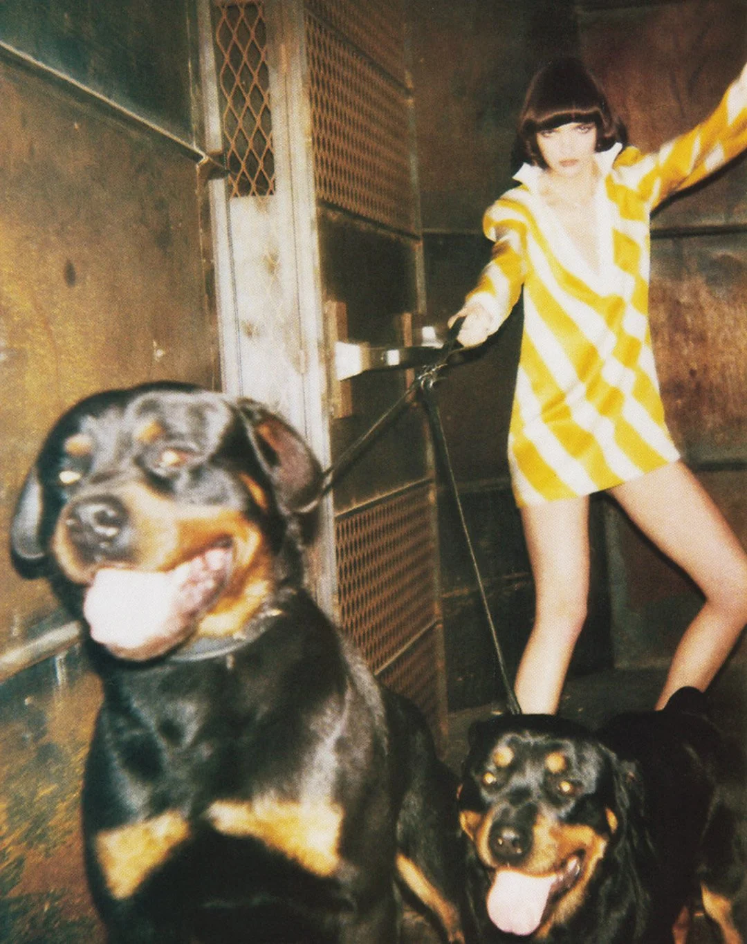 A woman in a yellow and white striped coat holding two Rottweilers on leashes inside an industrial or metal setting, with one dog in the foreground and both dogs looking happy with their tongues out.