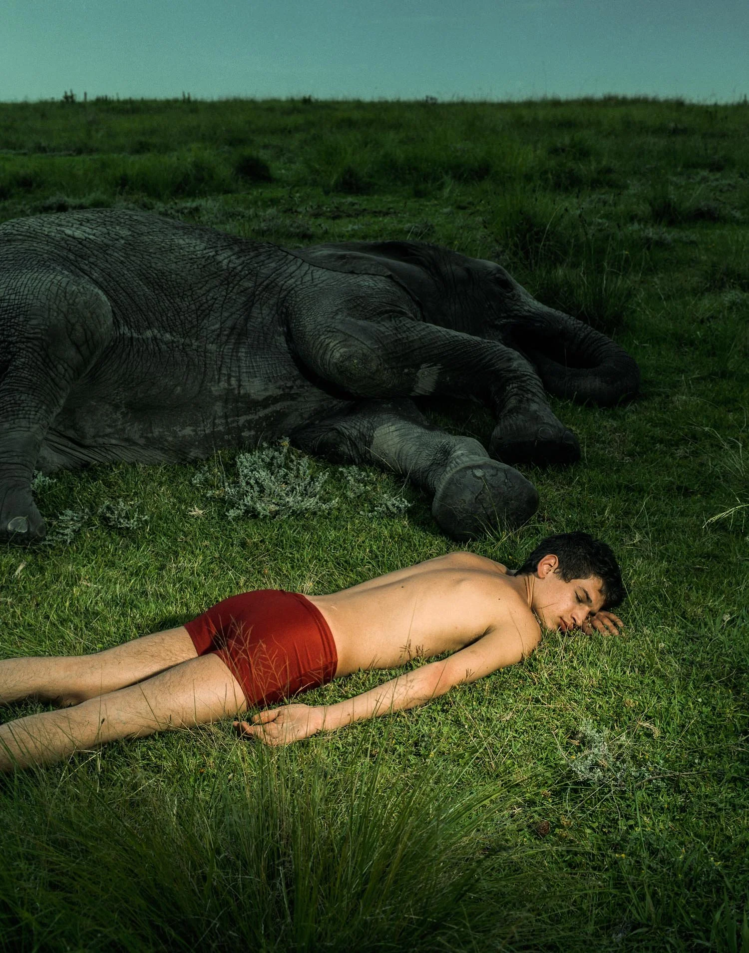 A man in red shorts lying face down on the grass next to a sleeping elephant in a field.