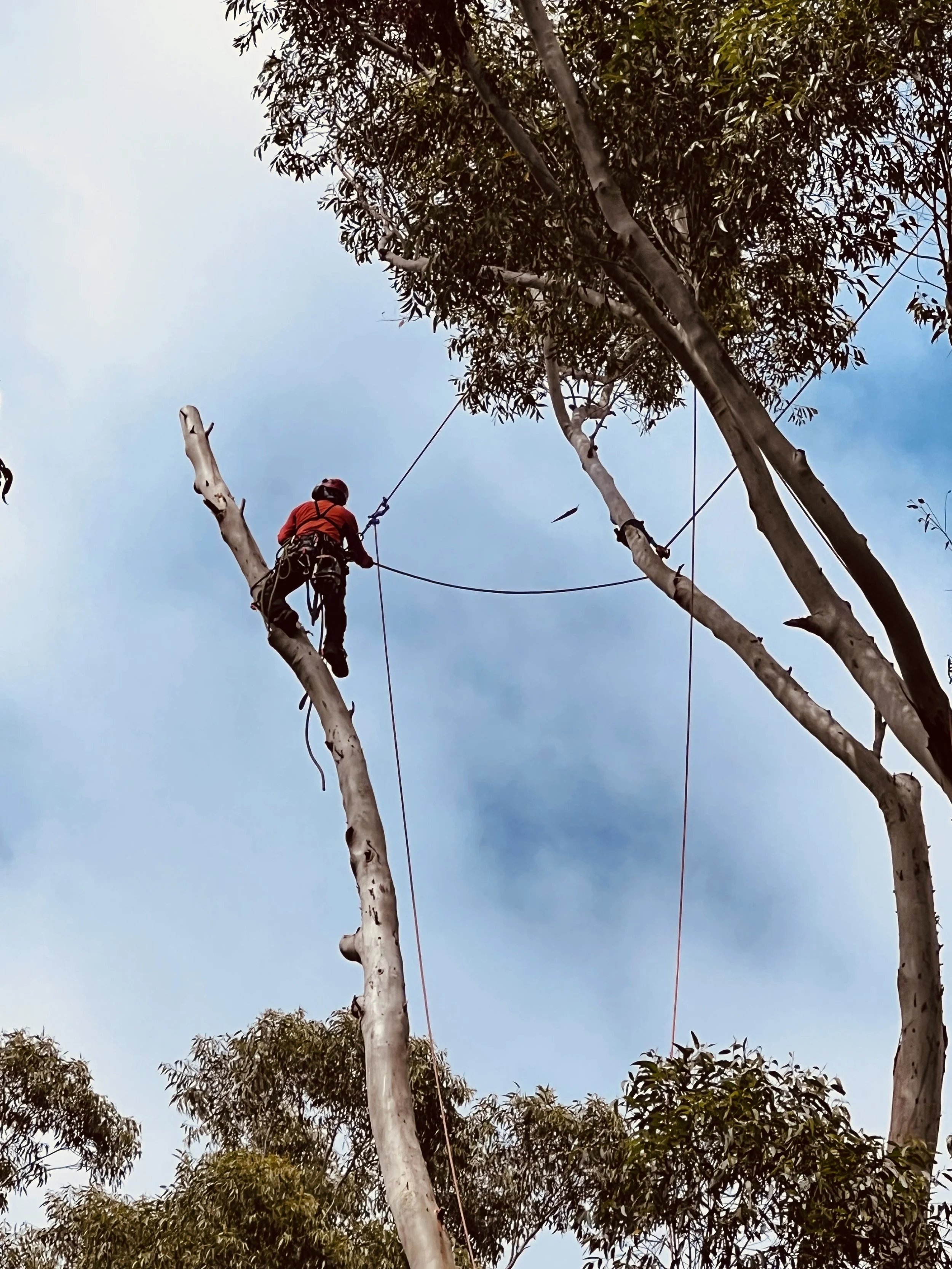Tree Pruning & Lopping Northern Rivers | Expert Arborists — Leaf It To Us