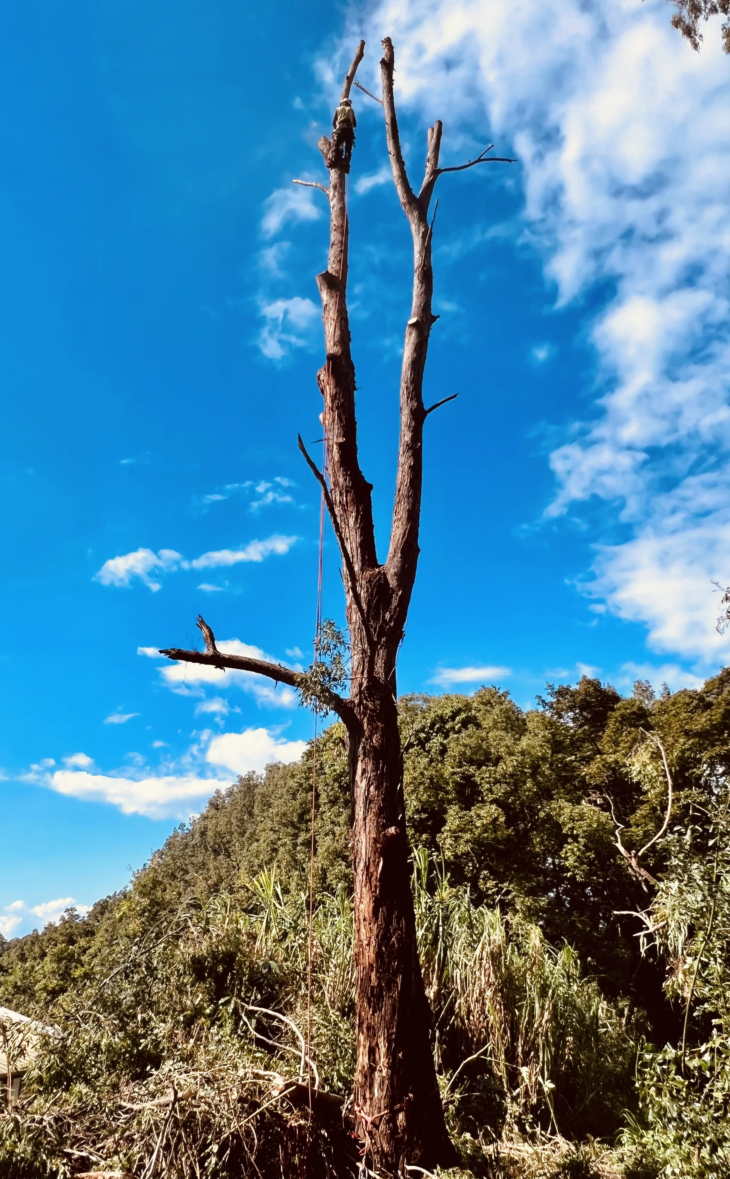 tree removal service NSW (2).jpeg