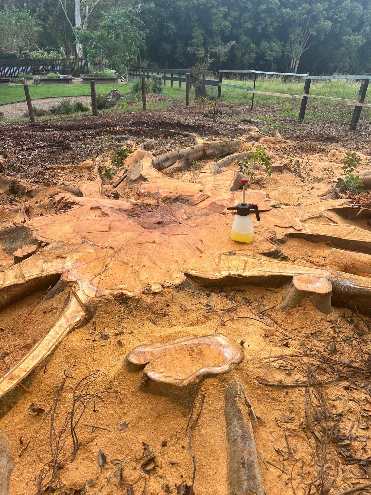 Arborist Service Tweed Shire (5).jpeg