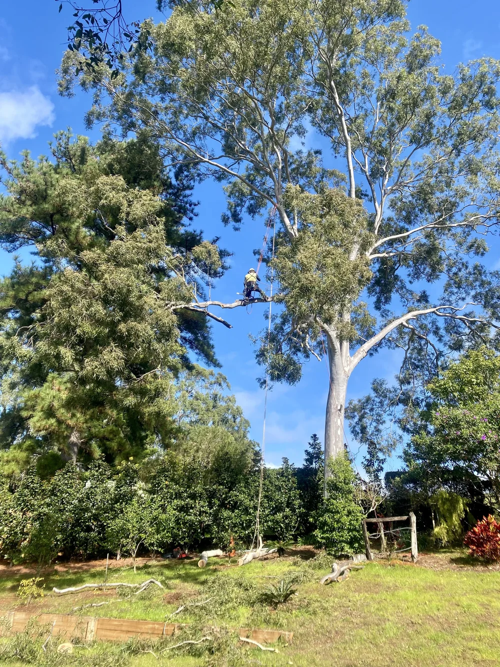 Tree Removal & Arborist Services | Leaf It To Us Northern Rivers