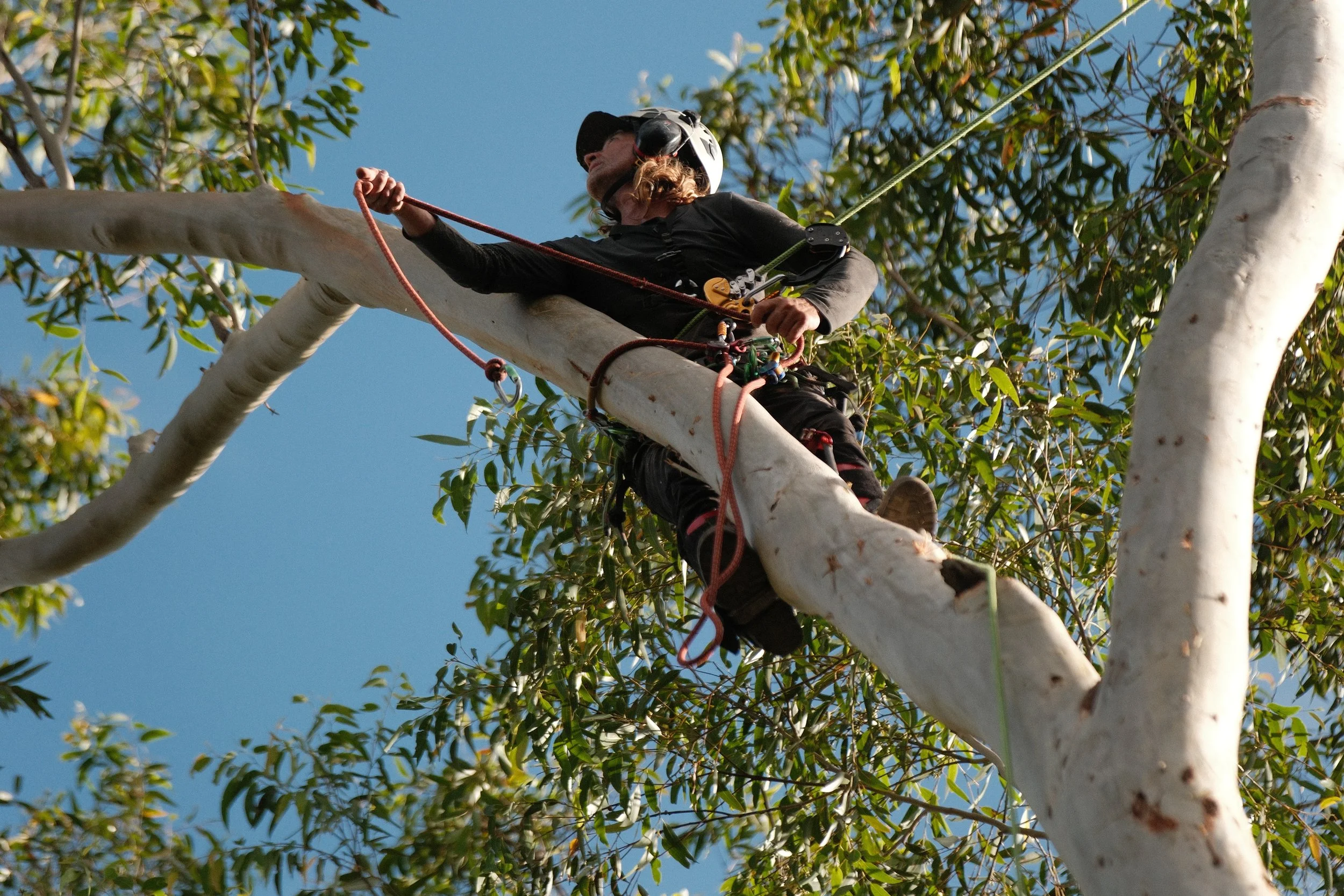 Tree Removal & Arborist Services | Leaf It To Us Northern Rivers