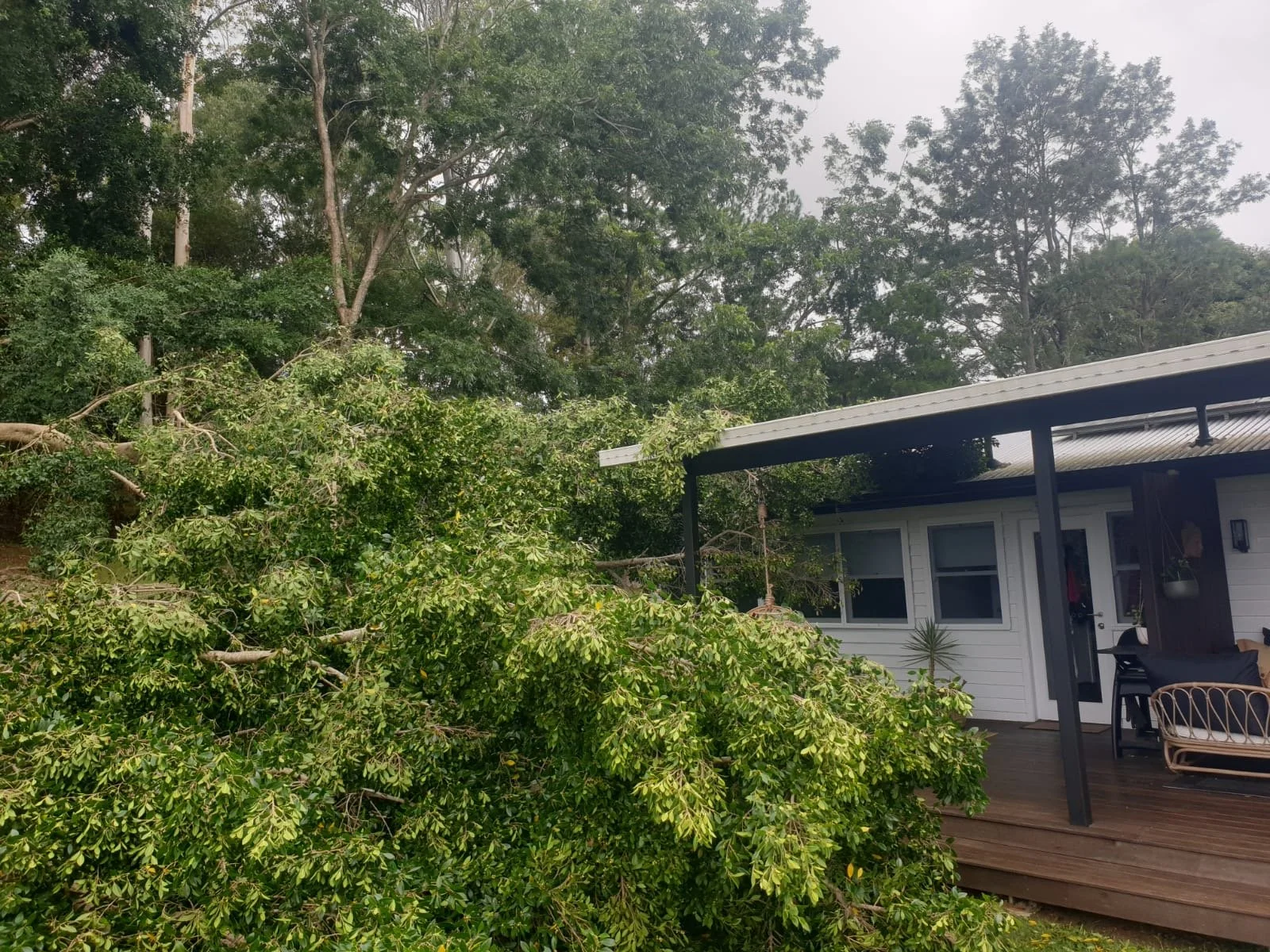 Arborist Services Northern Rivers (8).jpeg