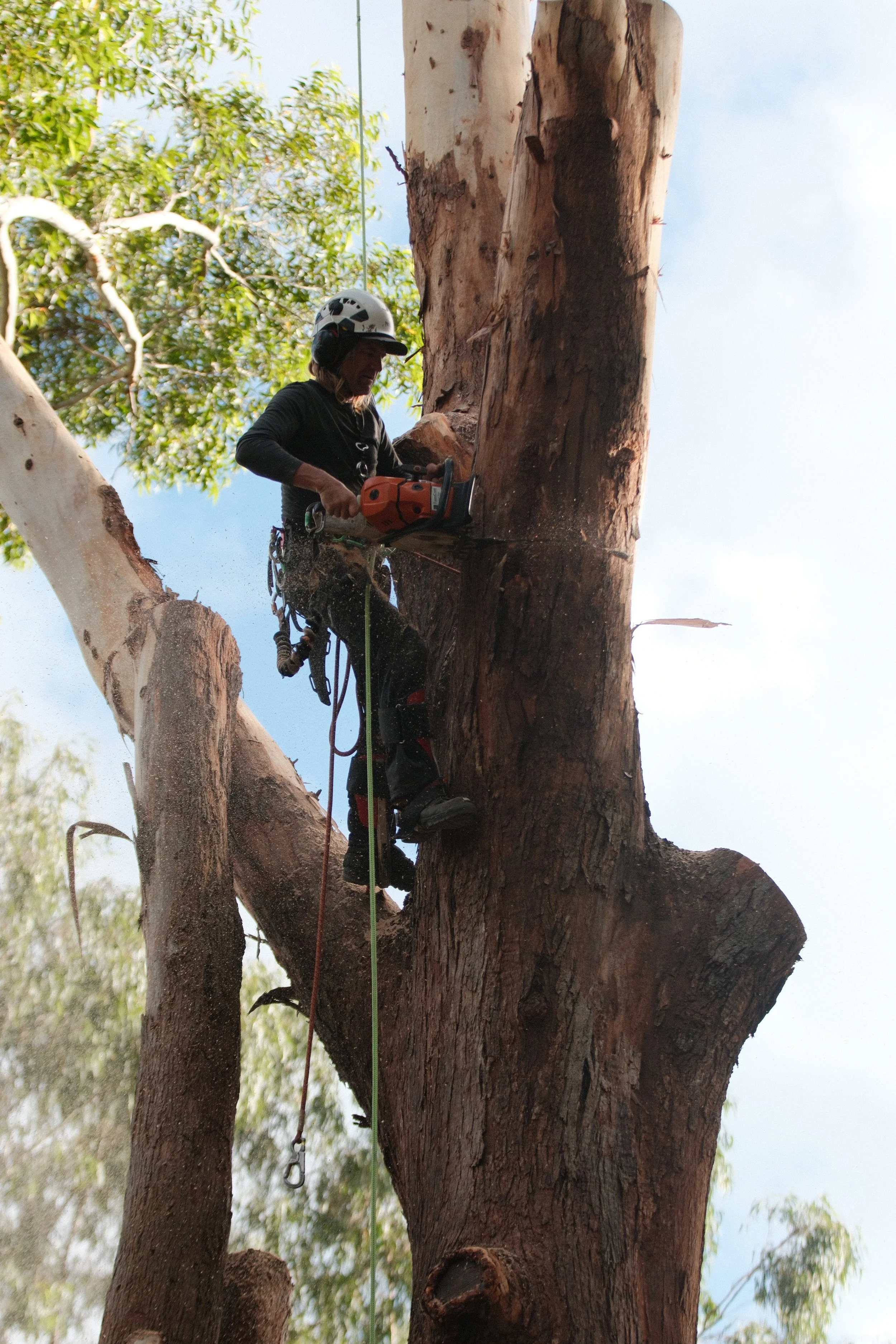 Professional tree removal, pruning and property maintenance across the Northern Rivers.