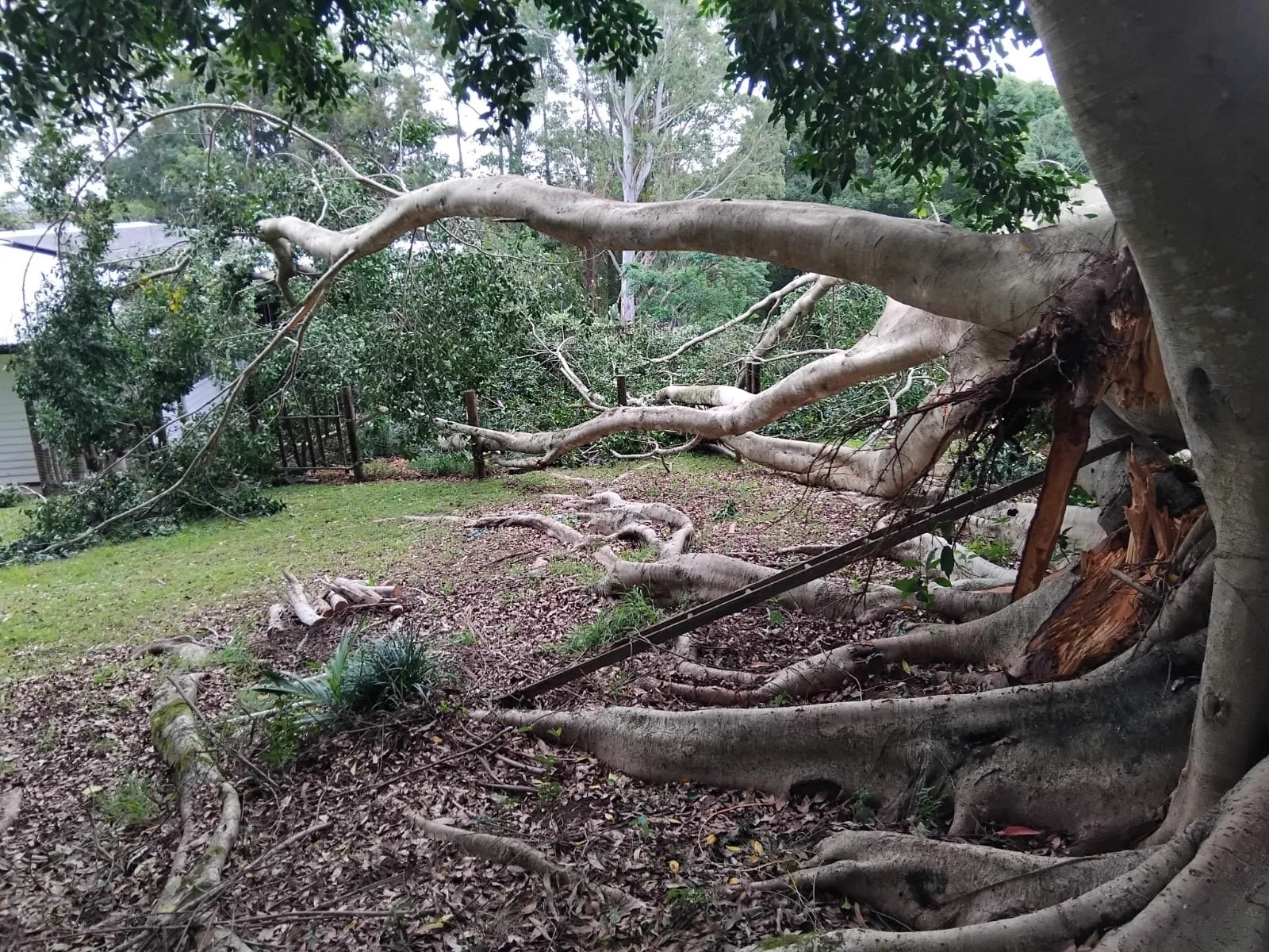 arborist services in Banora Point