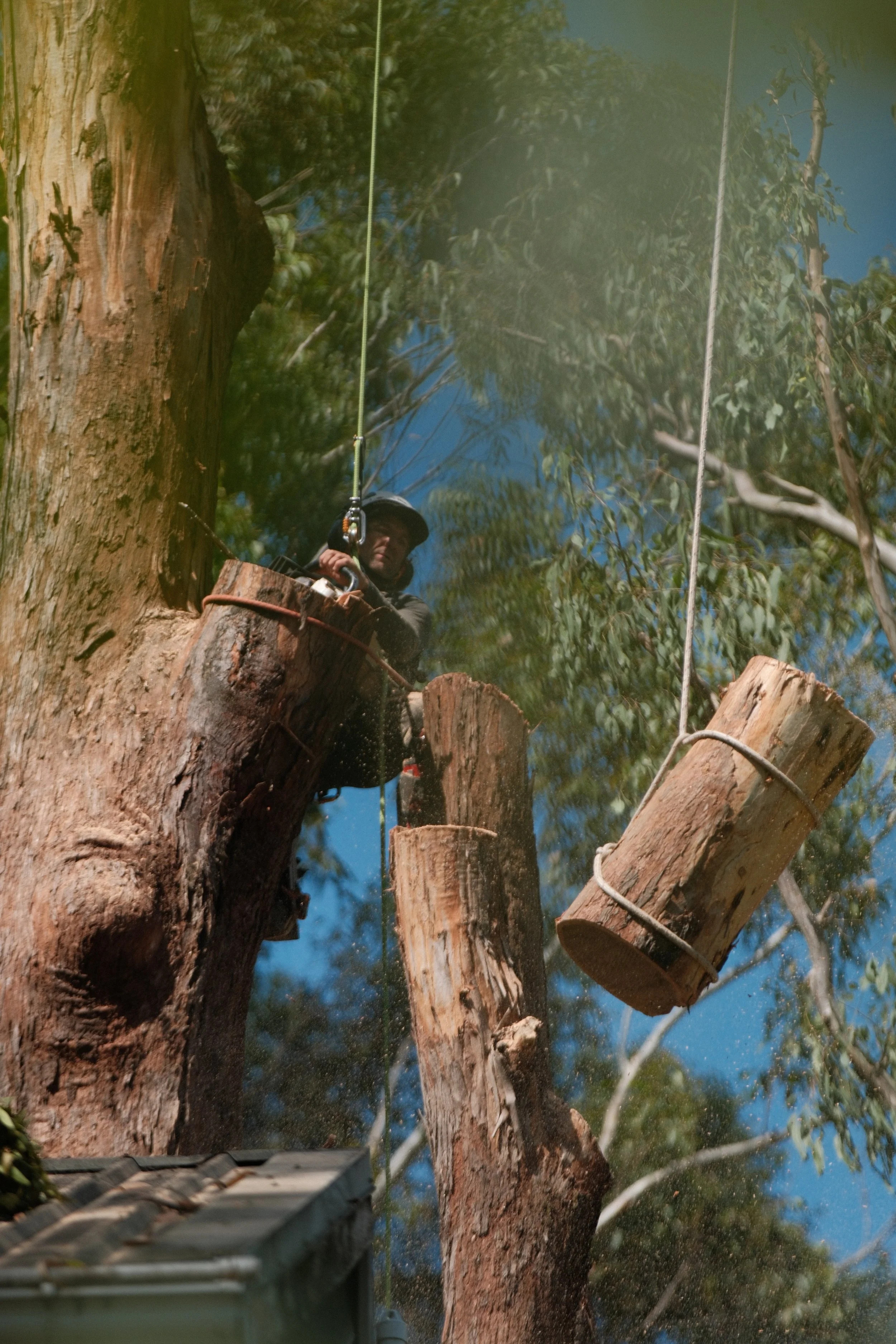 Tree Removal & Arborist Services | Leaf It To Us Northern Rivers