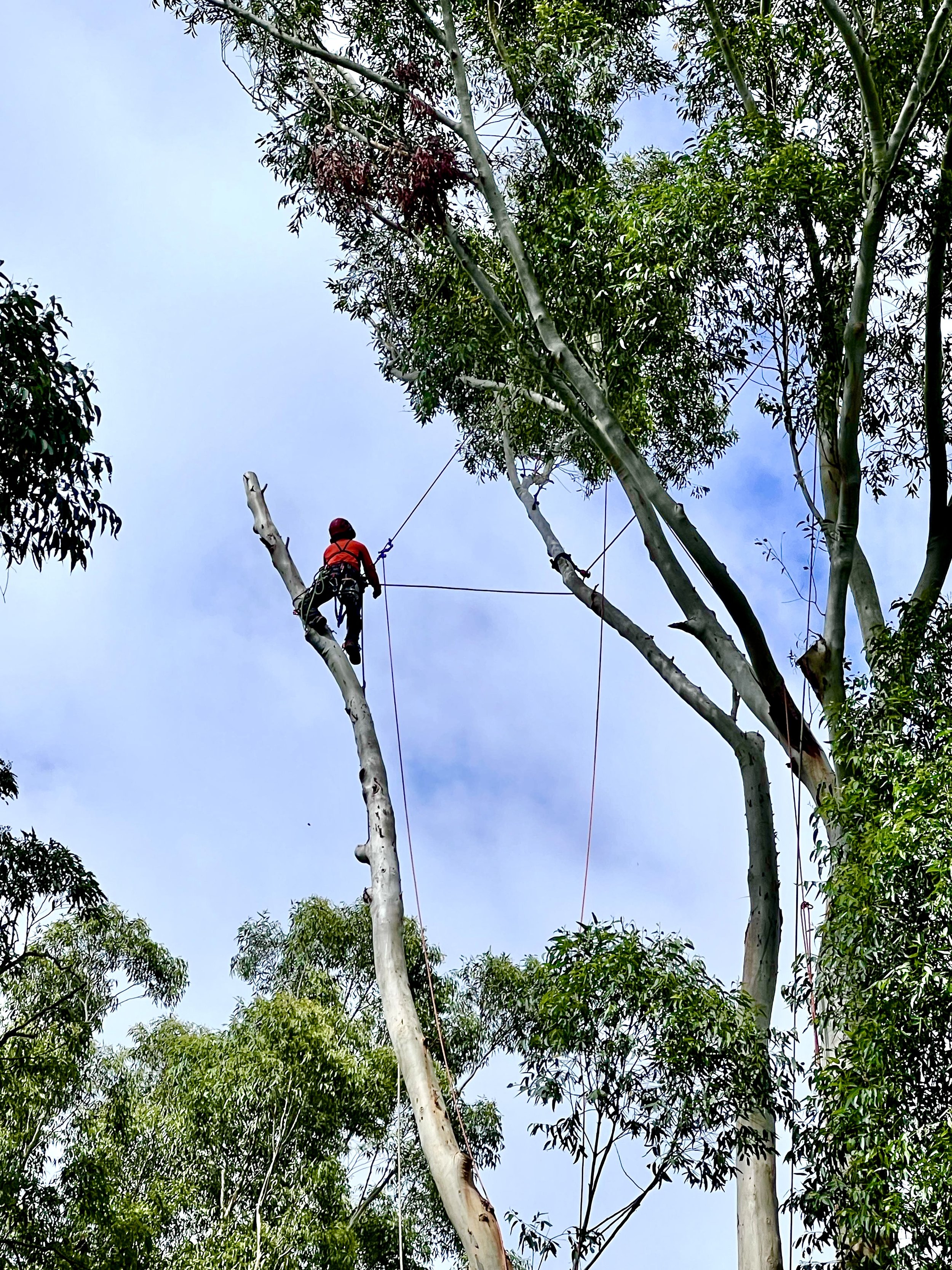 tree removal service NSW (13).JPG