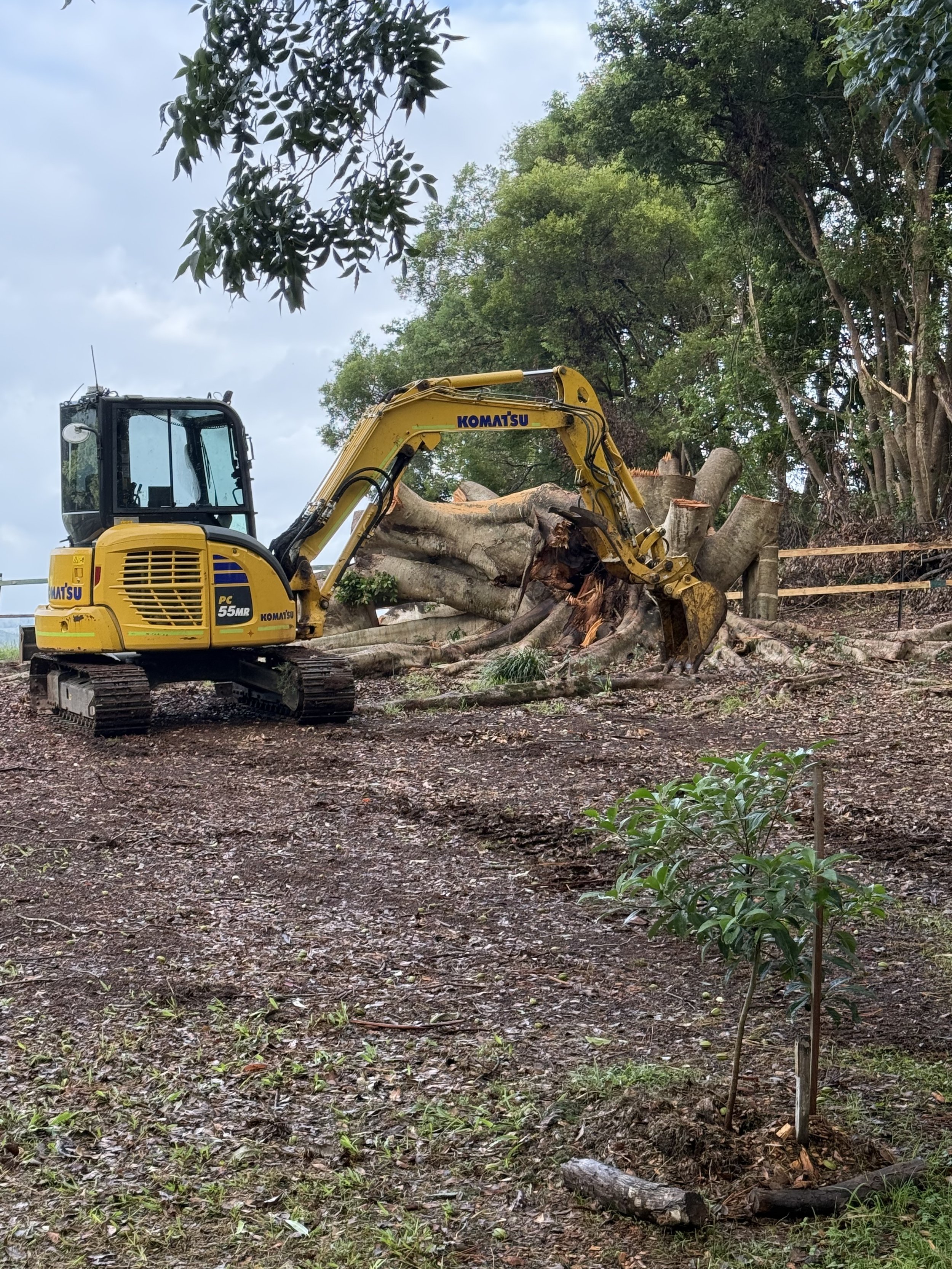 Arborist Service Tweed Shire (18).jpeg