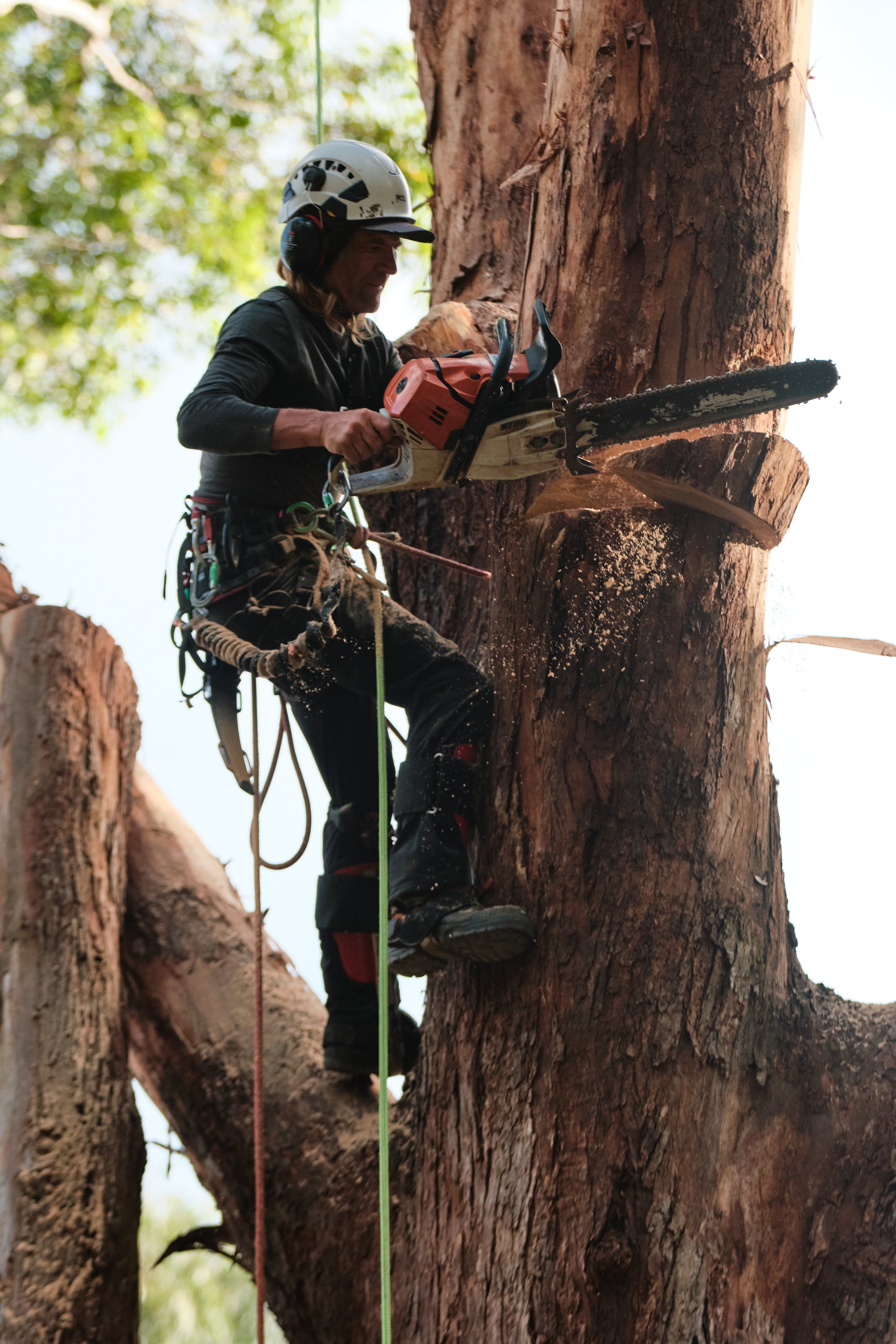 tree removal service NSW (7).jpg