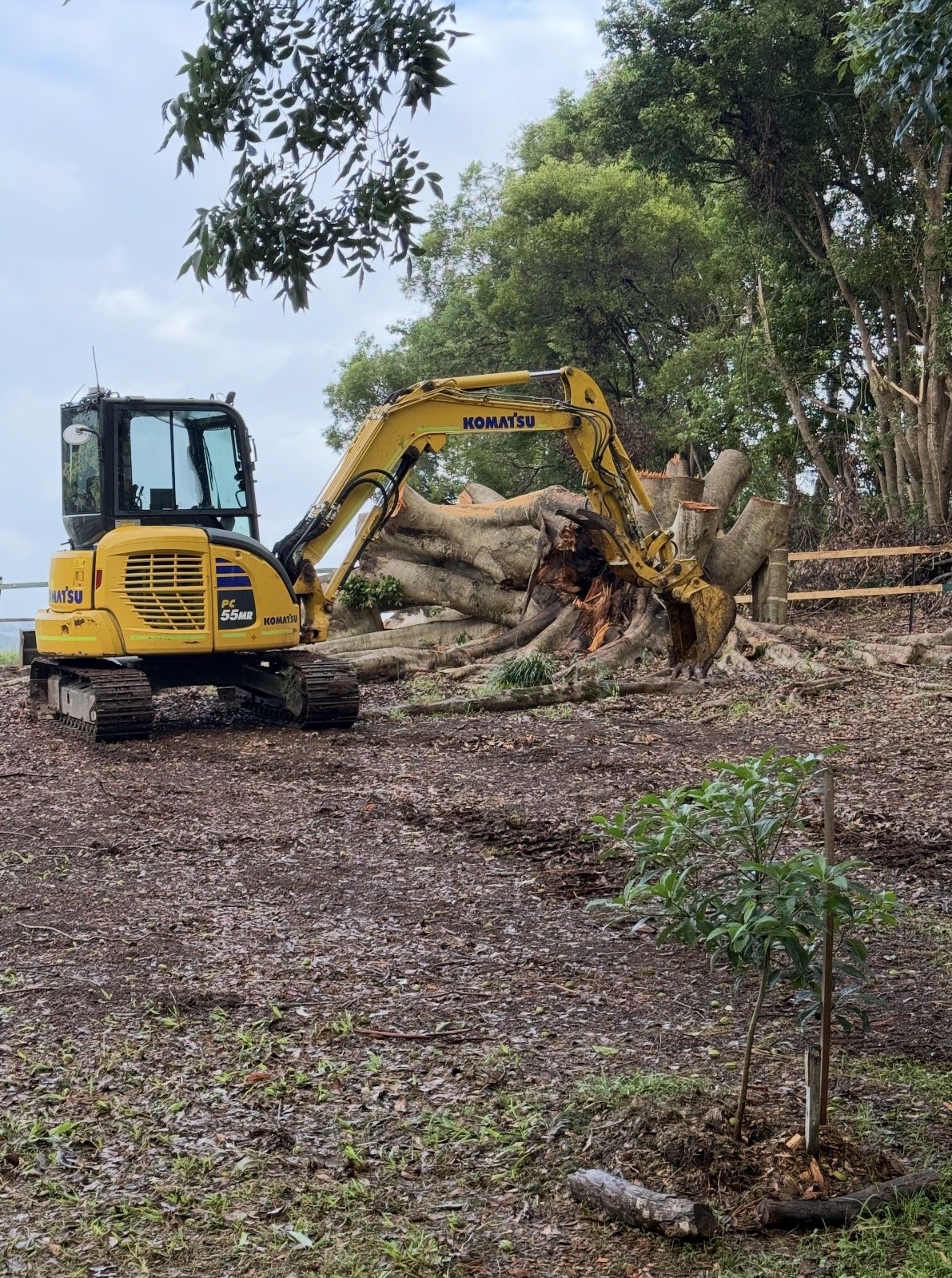 Arborist Service Tweed Shire (17).jpeg
